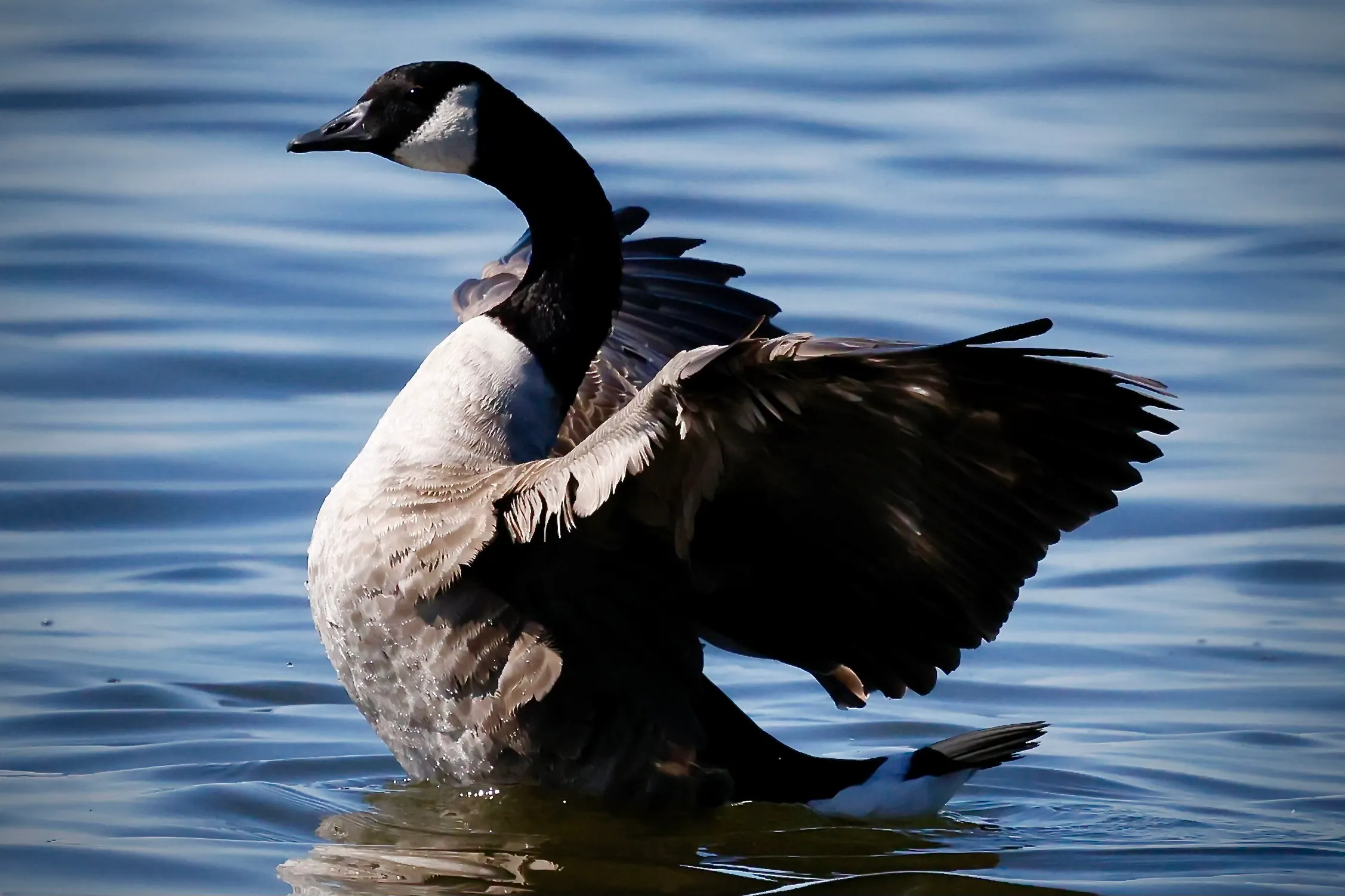 Canada goose