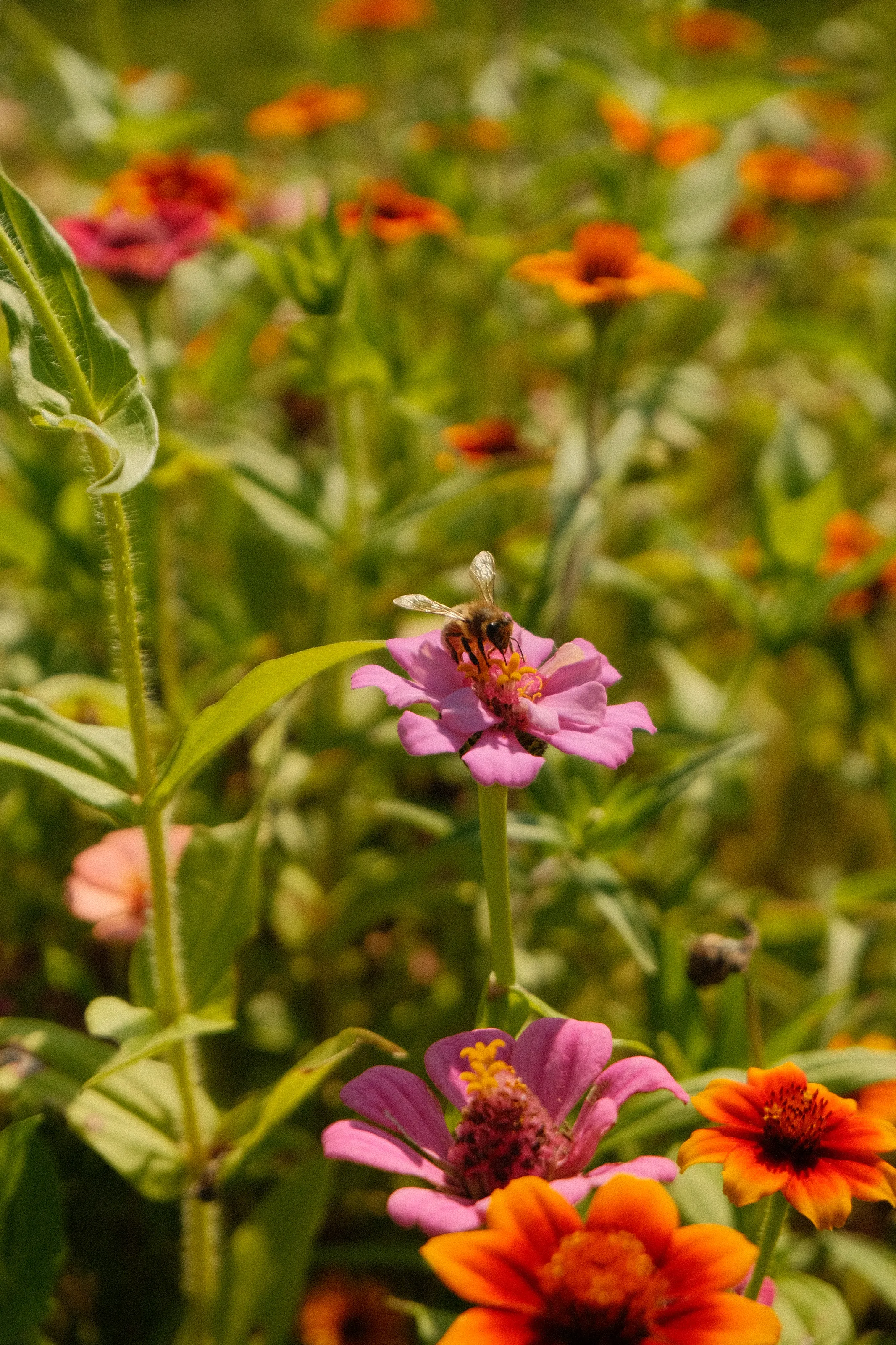 Pollinator