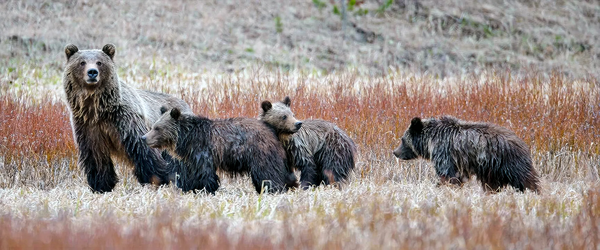 WET GRIZ FAMILY