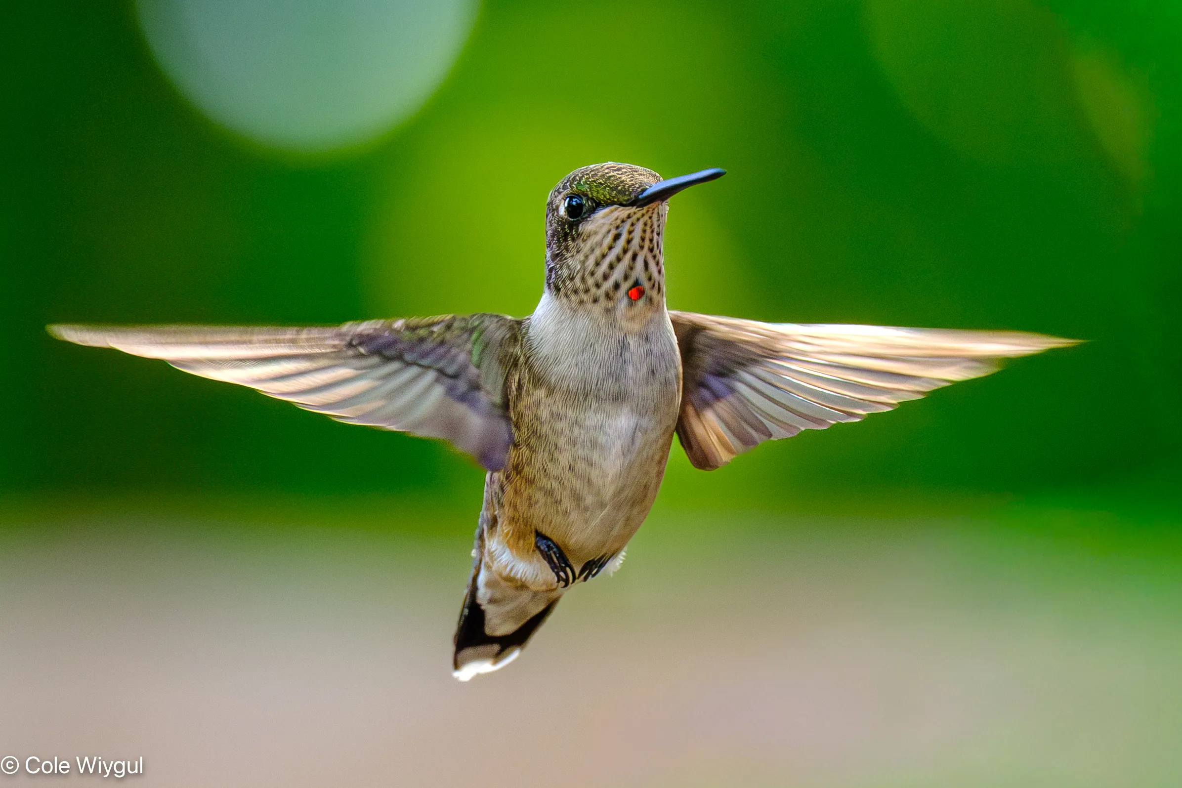 Painting with Wings