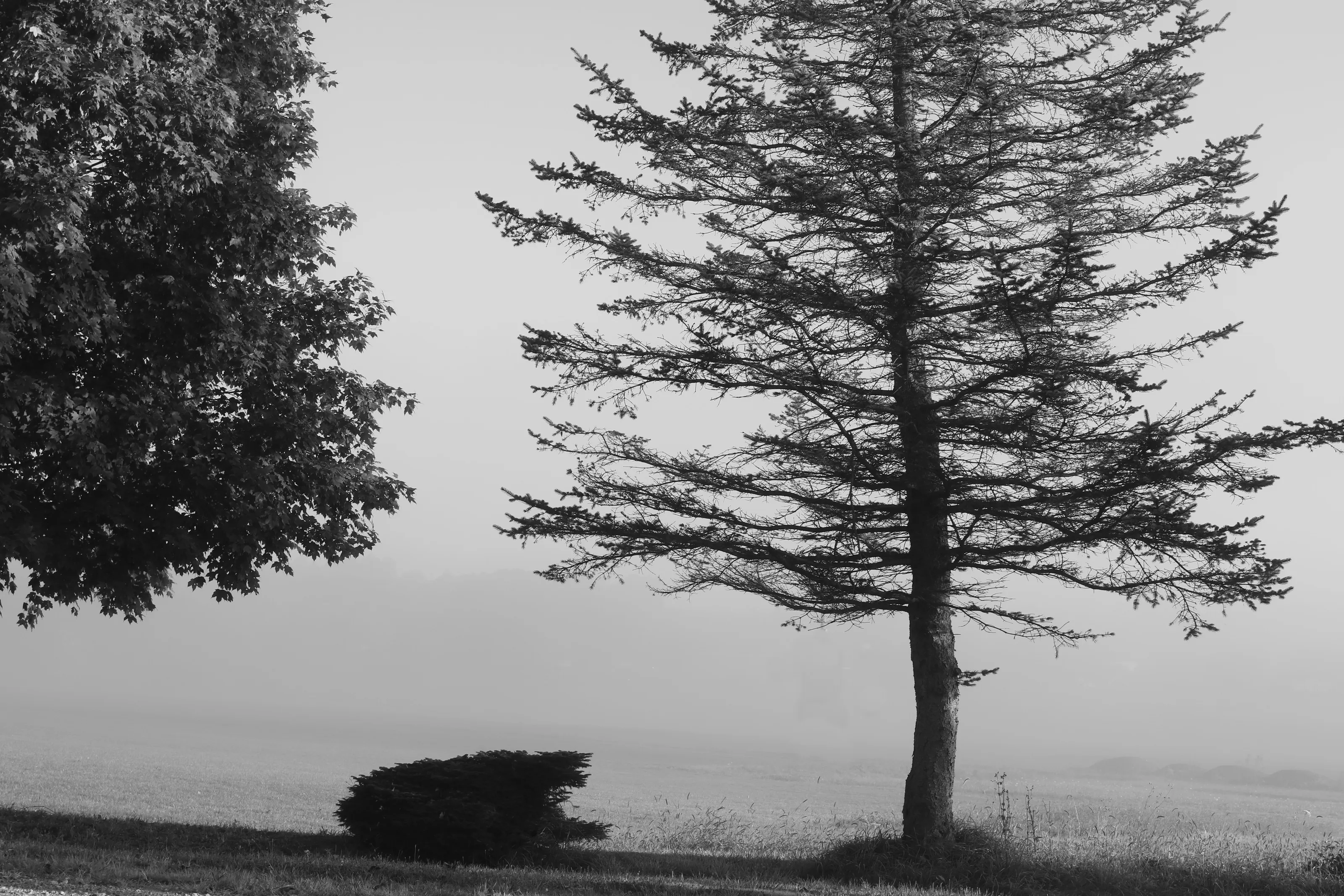 Another Foggy Day in the Feild