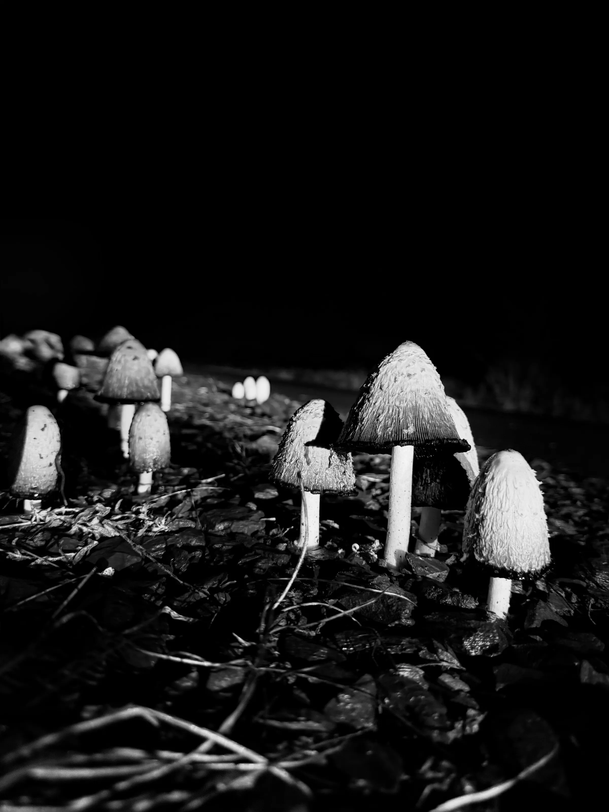 Fungi at night