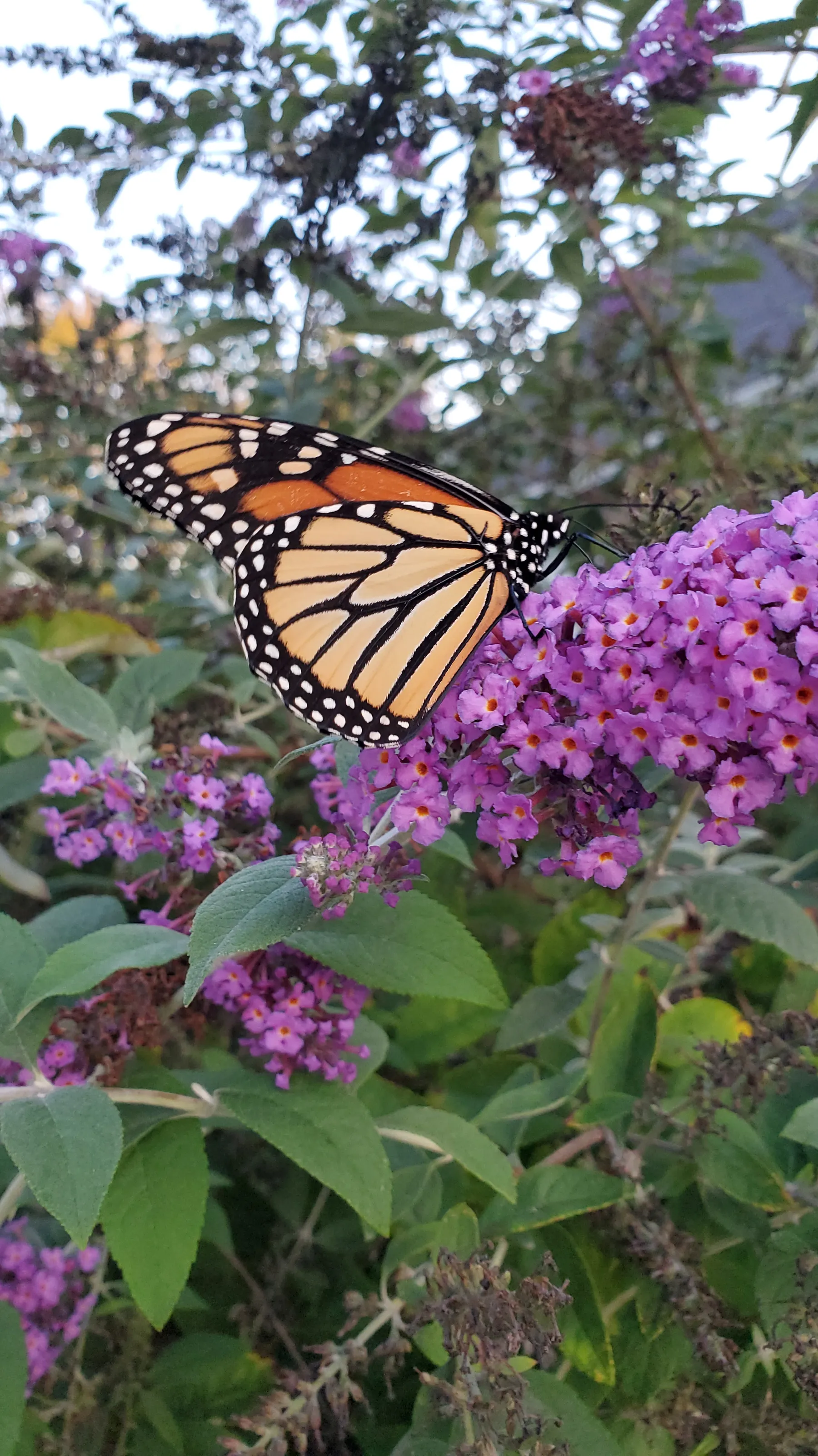 Monarch butterfly on a butterfly bush