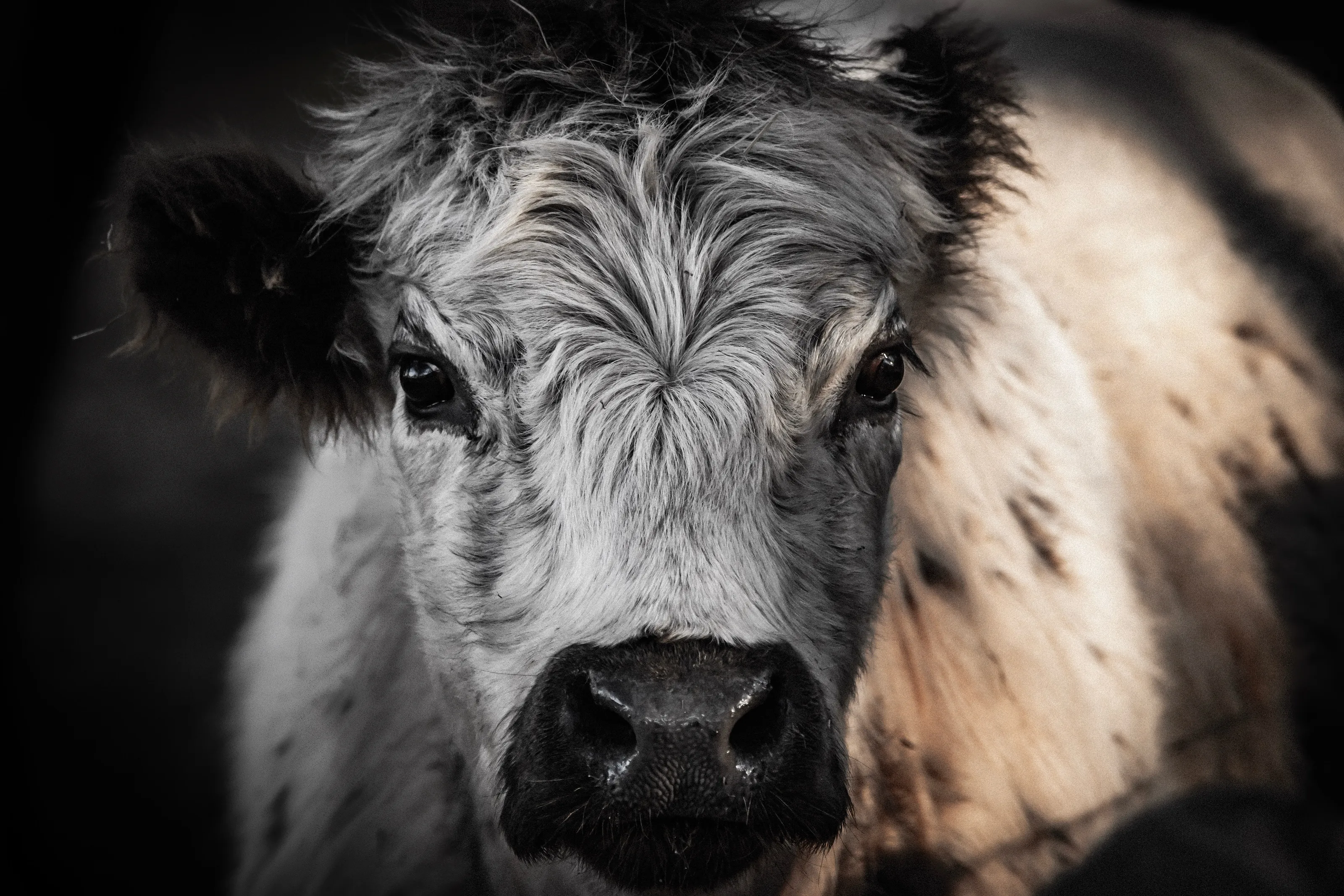 The moody Cow