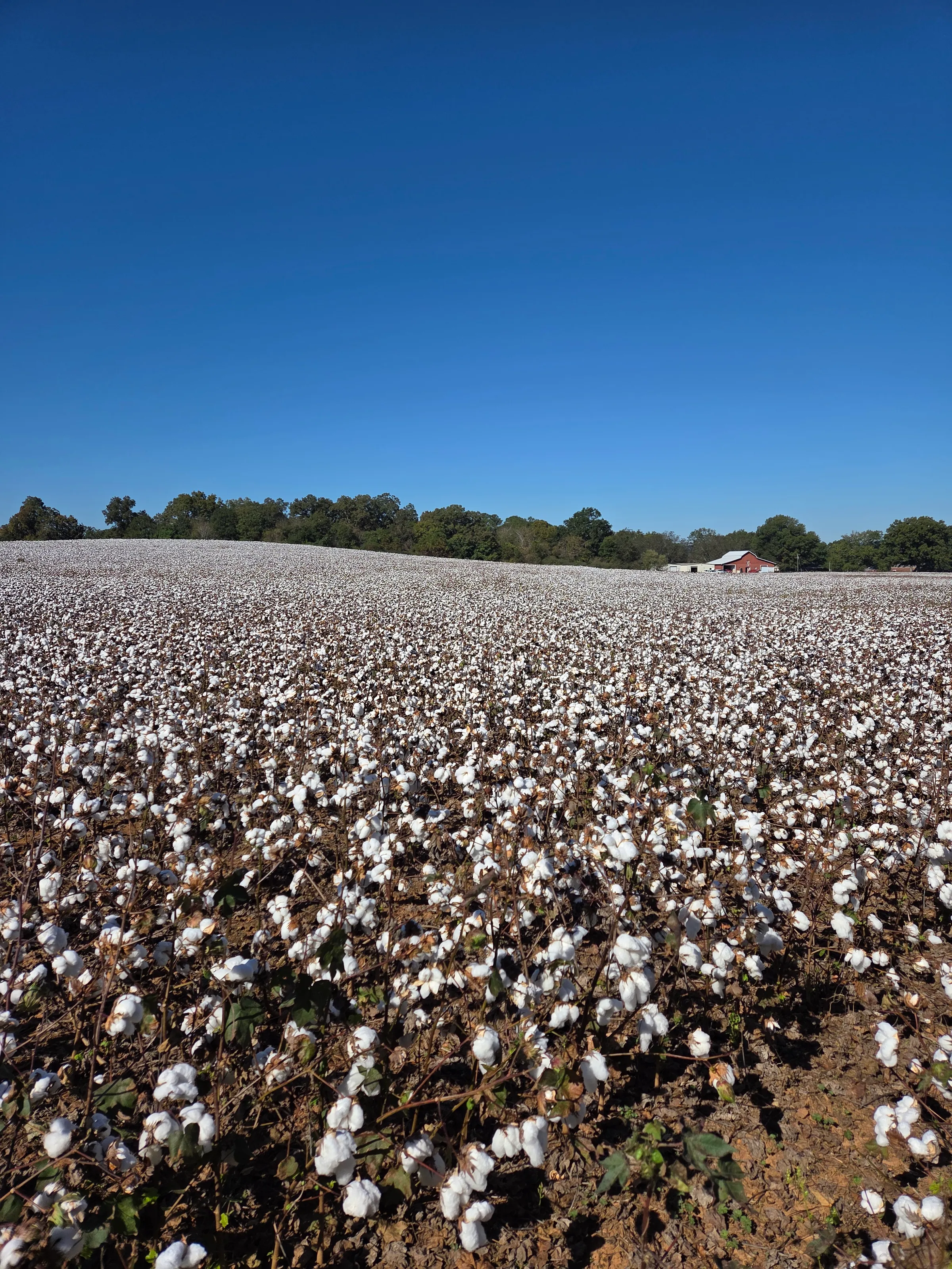 Cotton Field under Blue Sky with Red Barn in the distance during Fall in Talladega Alabama