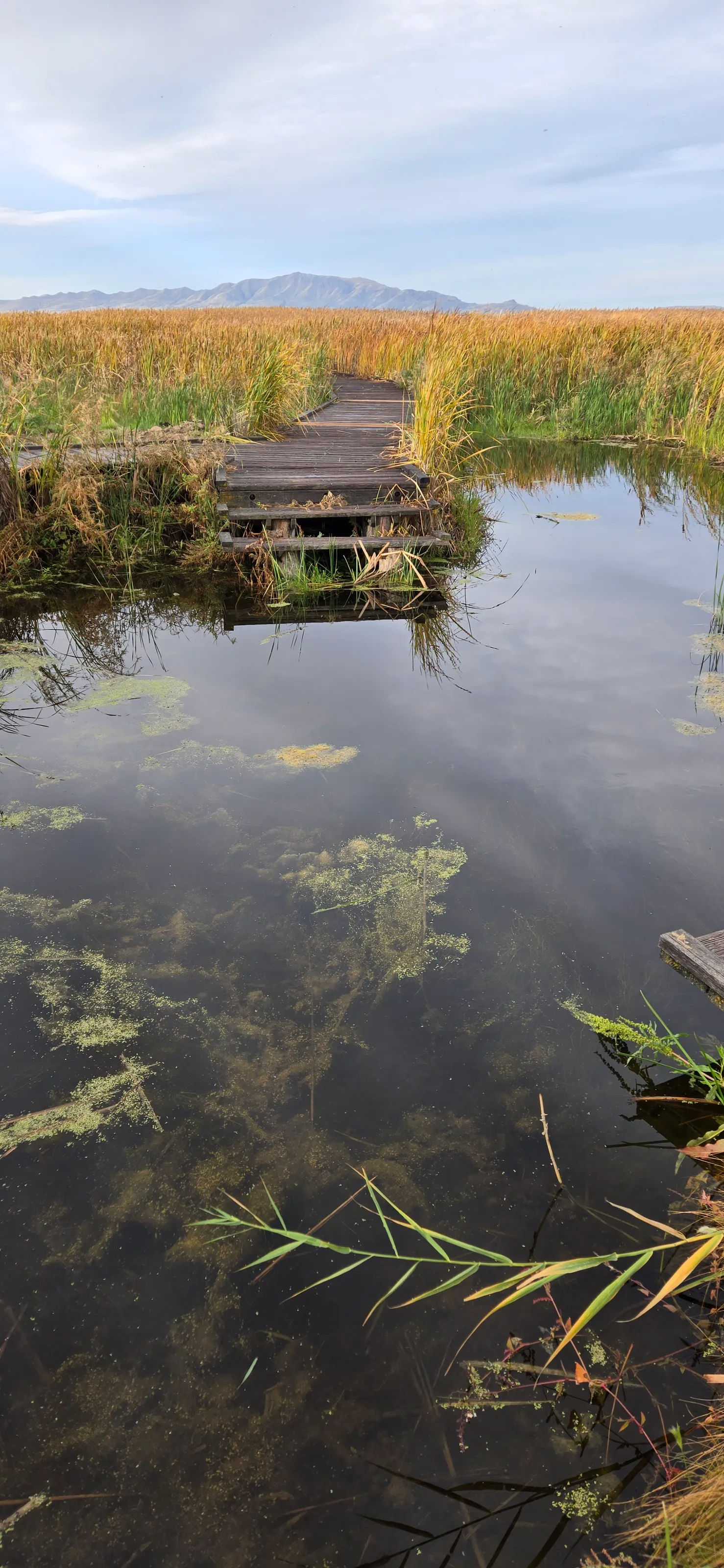 Moss In The Water