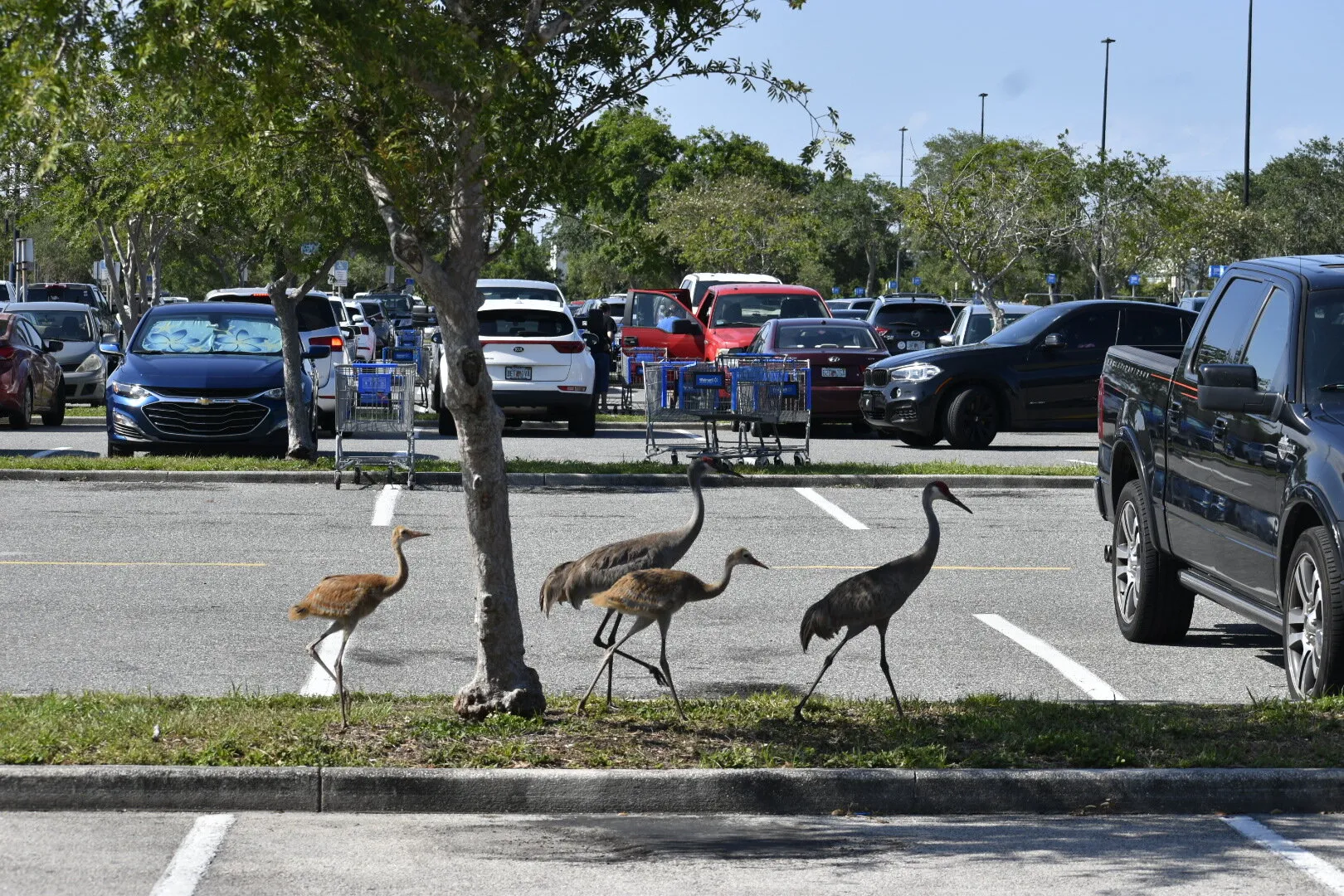 Birds in Urban Enviroments