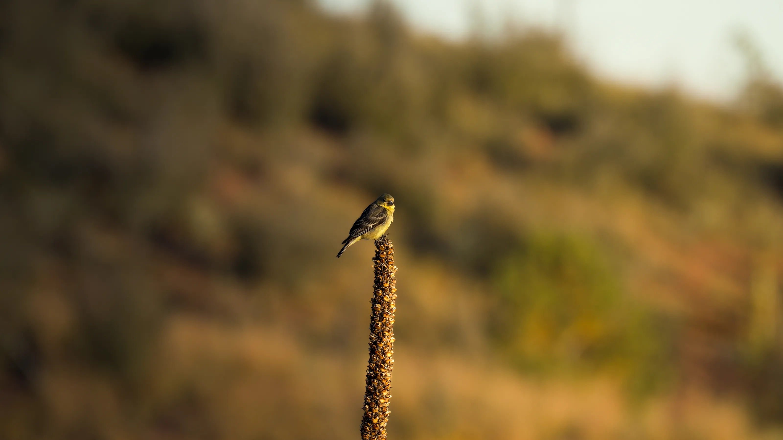 Goldfinch