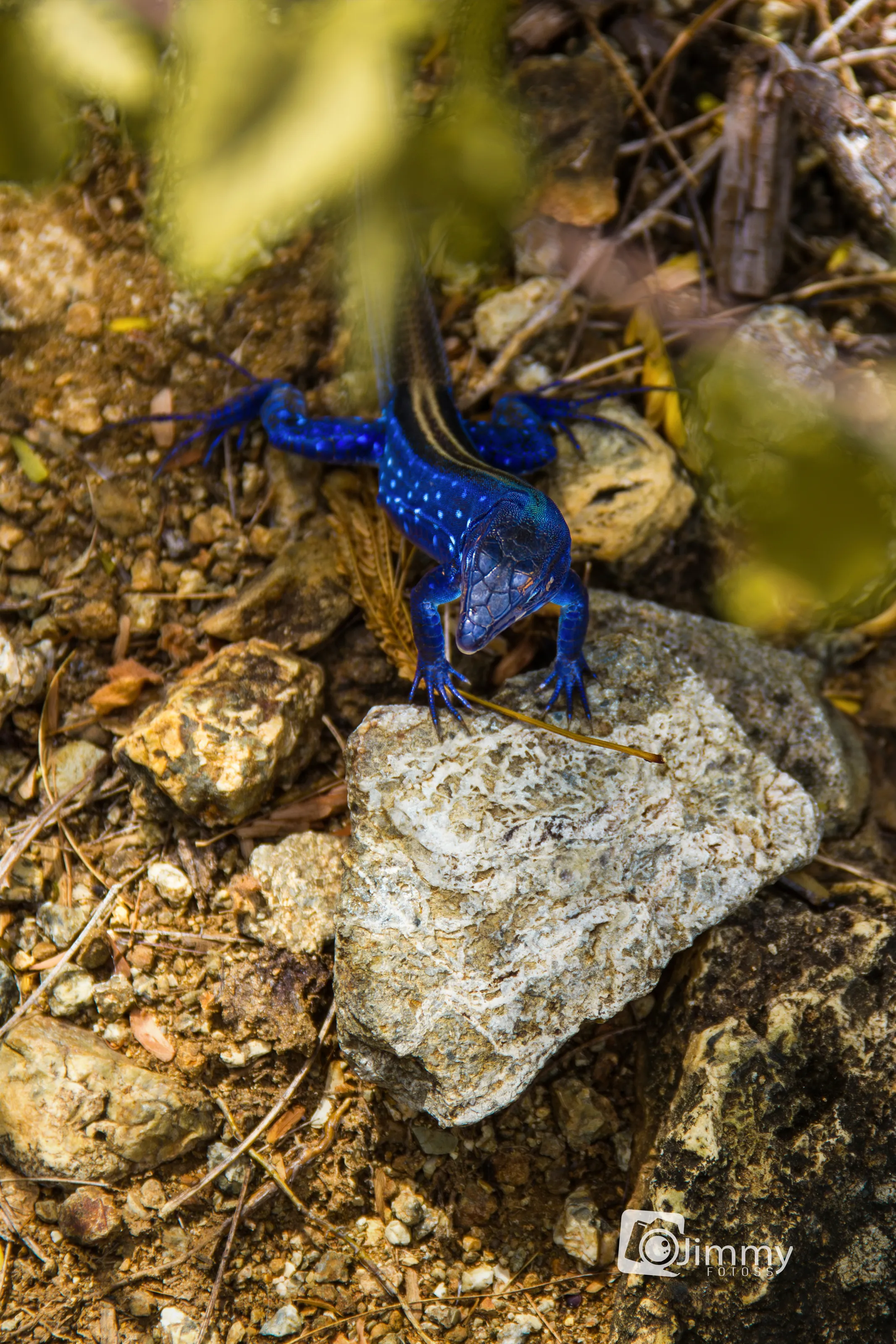 LAGARTIJA AZUL
