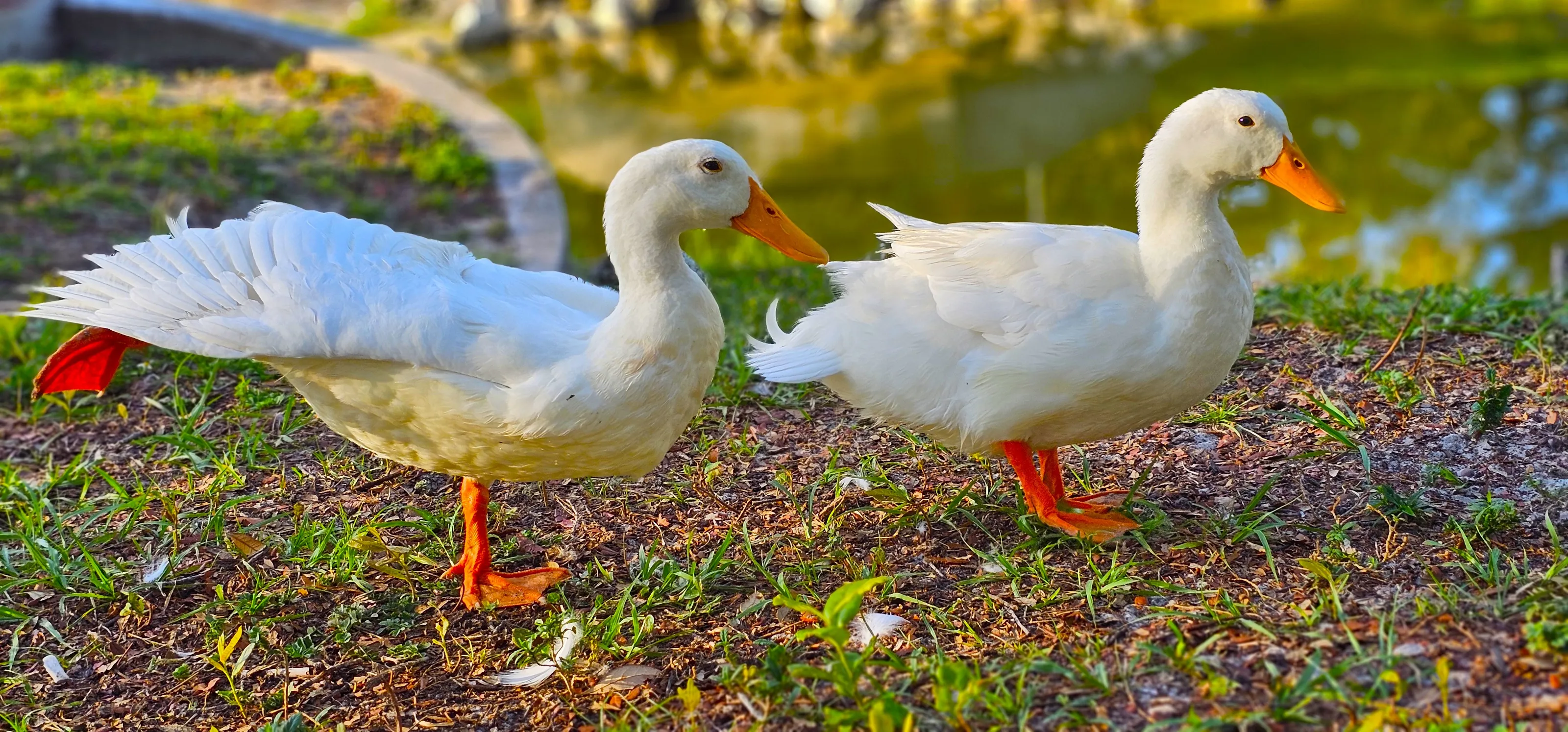 Ducks on Land