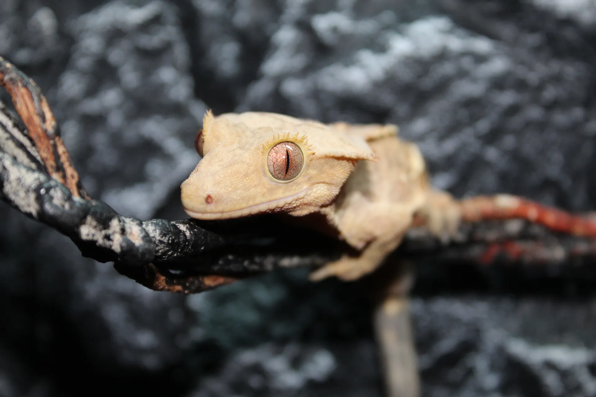 Crested gecko