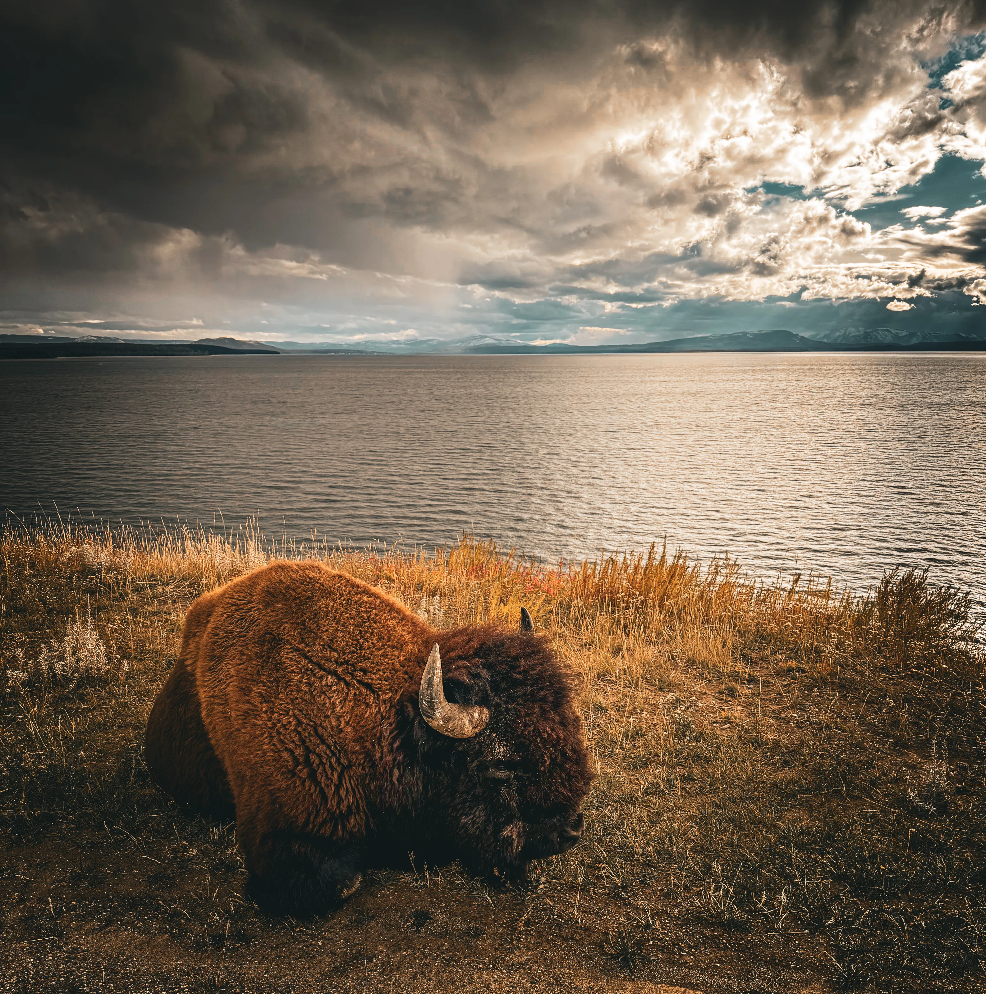 Buffalo