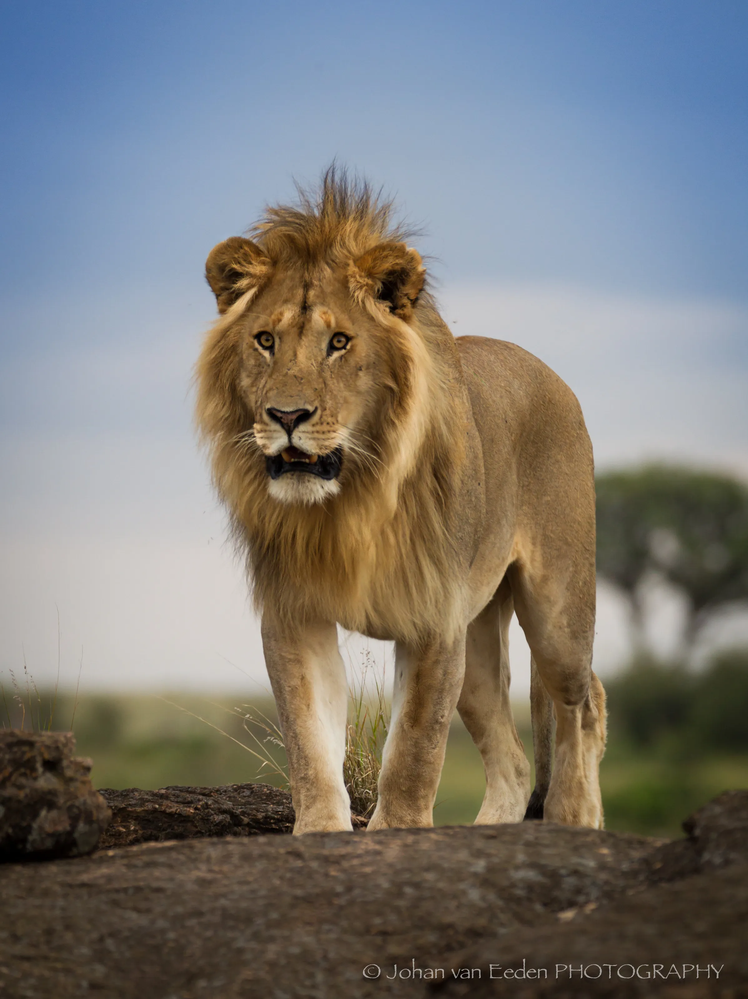 Lion poirtrait
