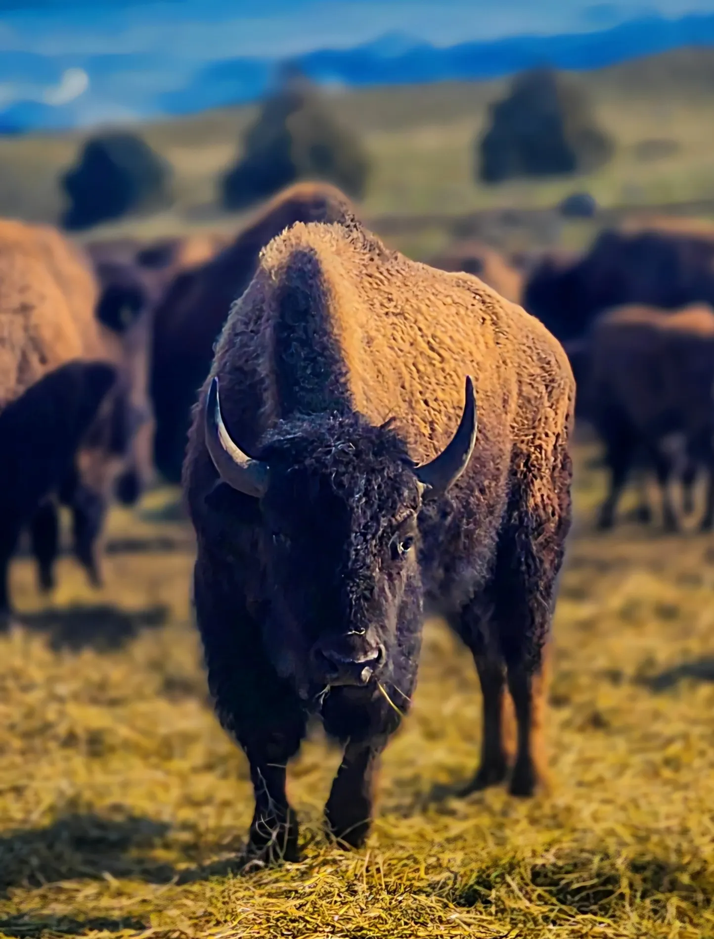 Beyond the herd
