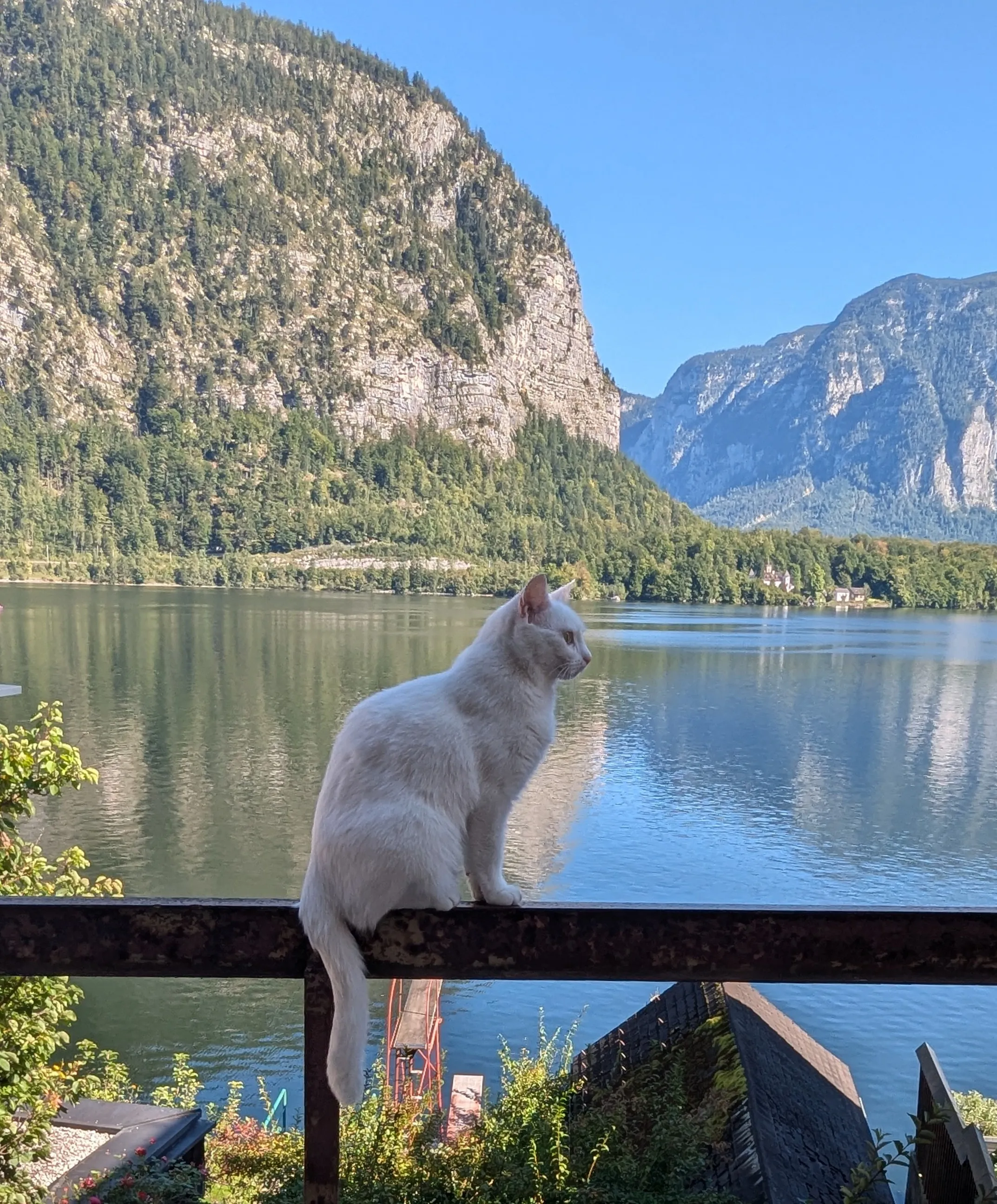 The cat of shining waters