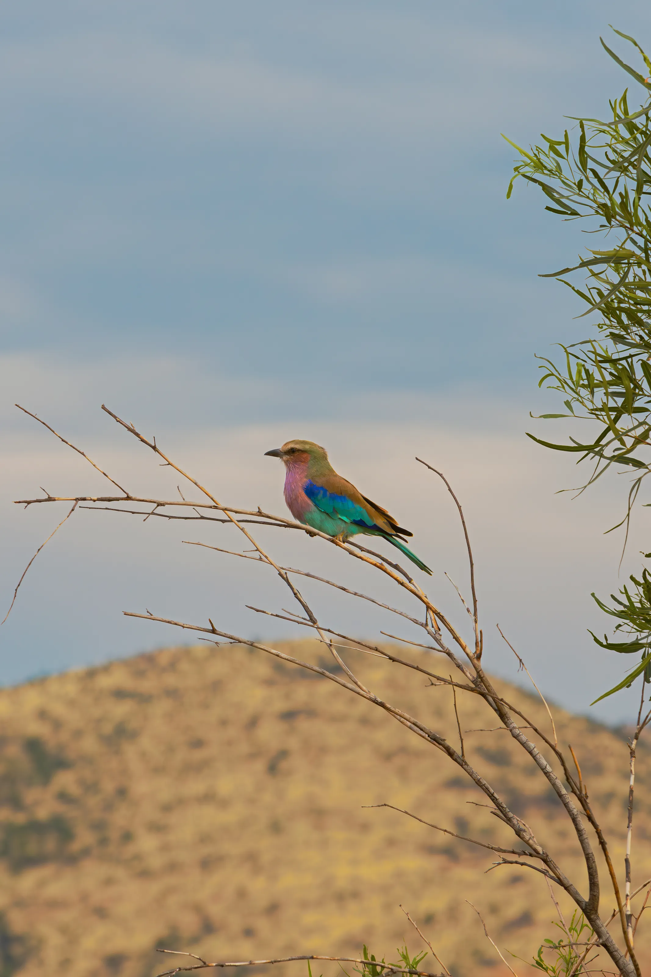 Lilac-Breasted Roller