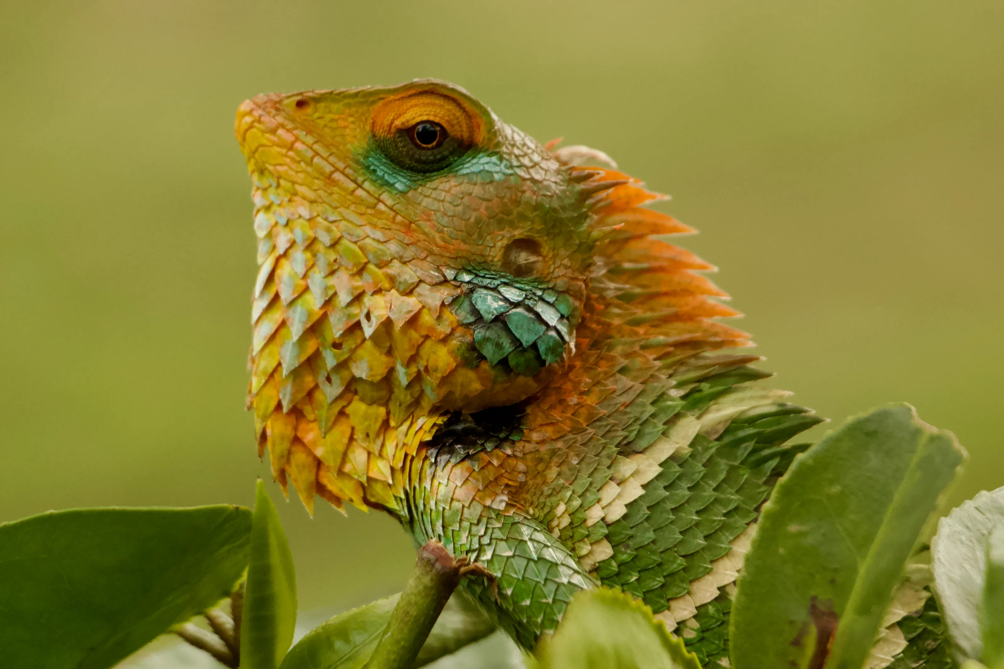 Proud looking lizard