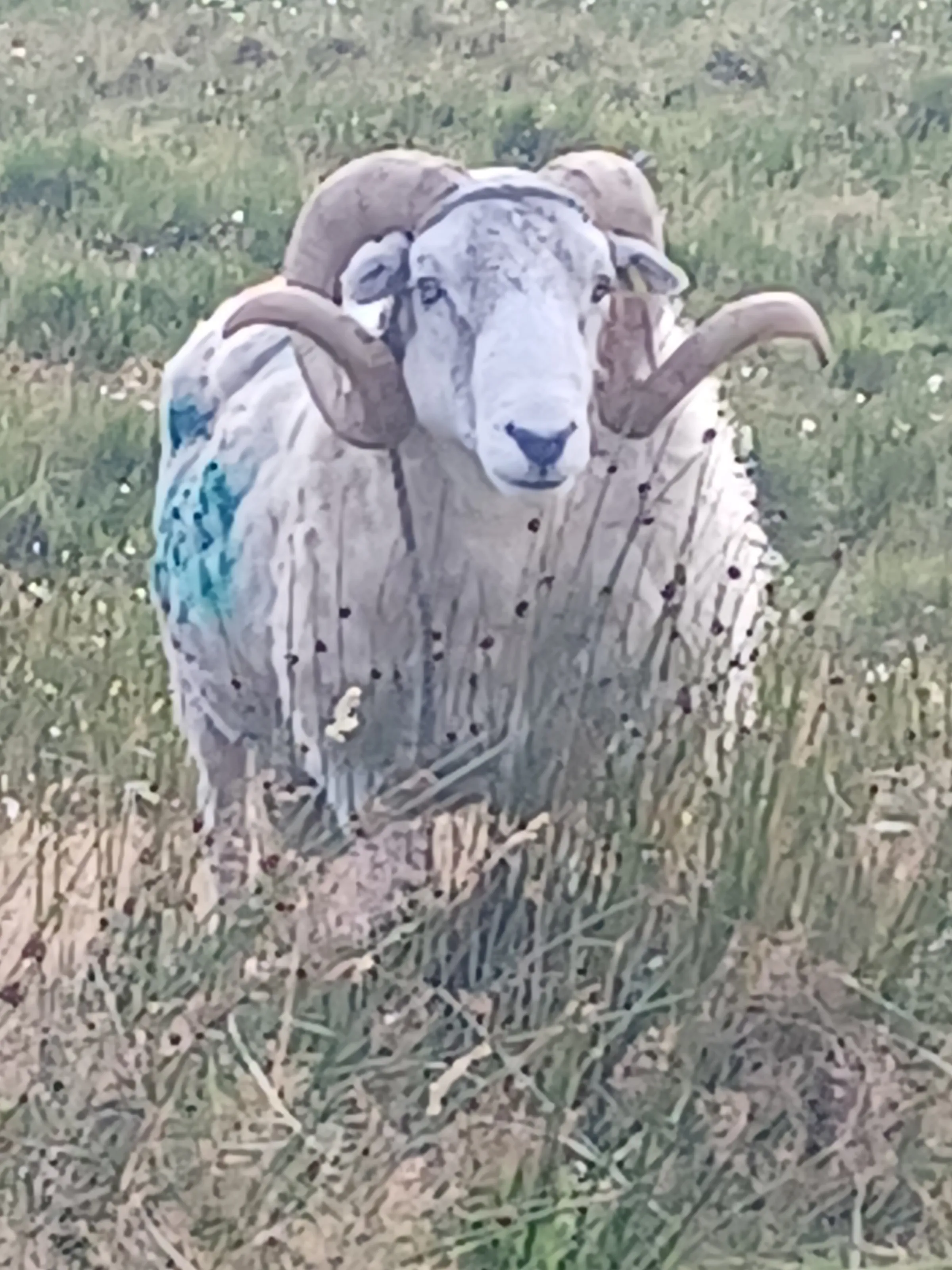Laxays finest ram