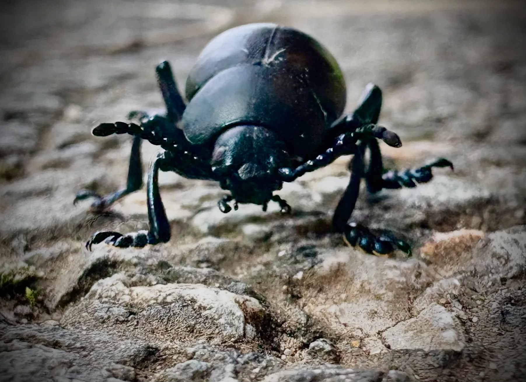 A beetle walk