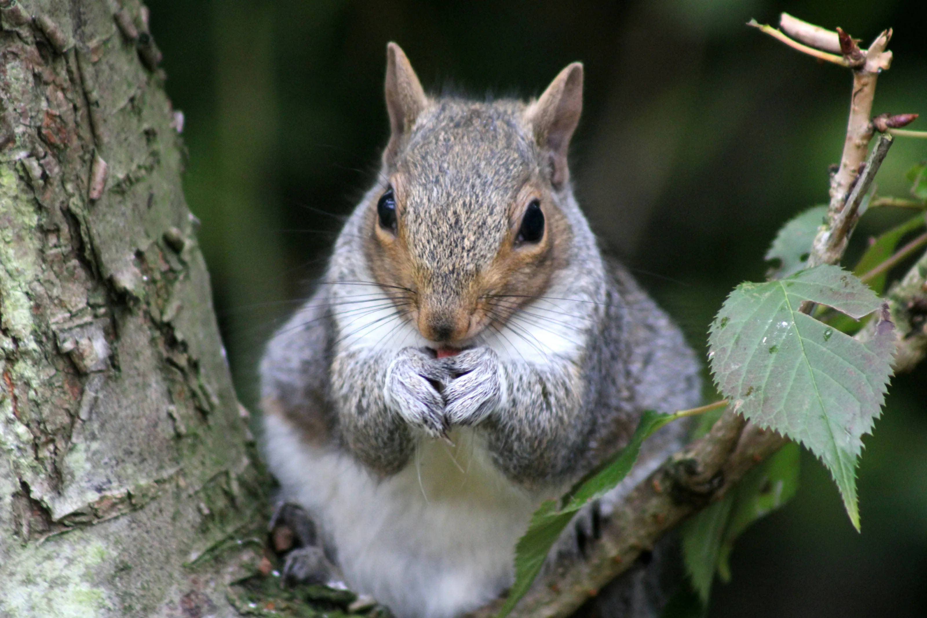 Grey squirrel