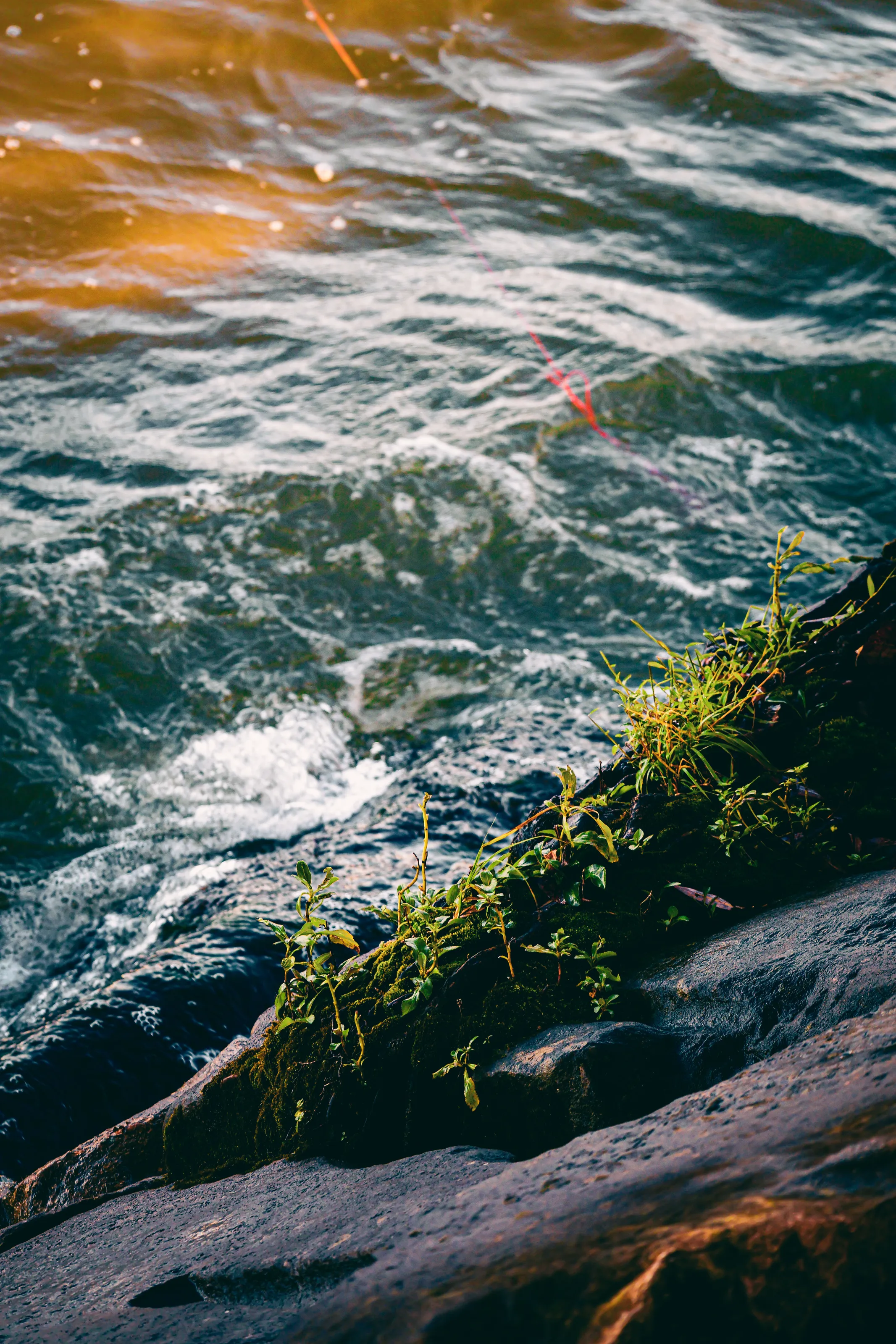 branch by the water