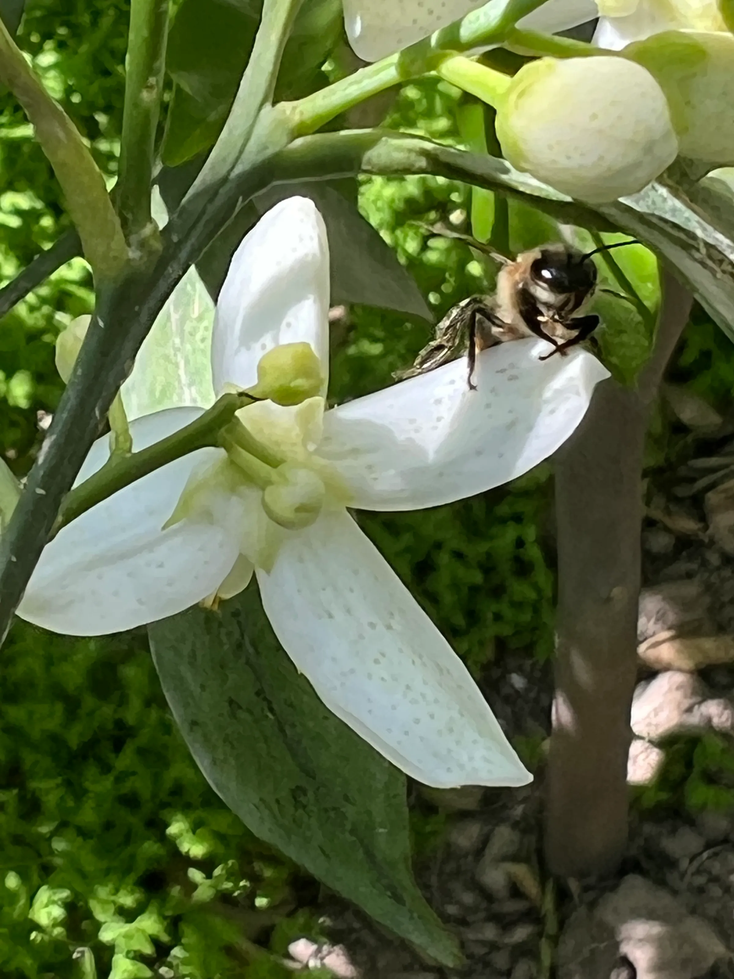 Honey bee