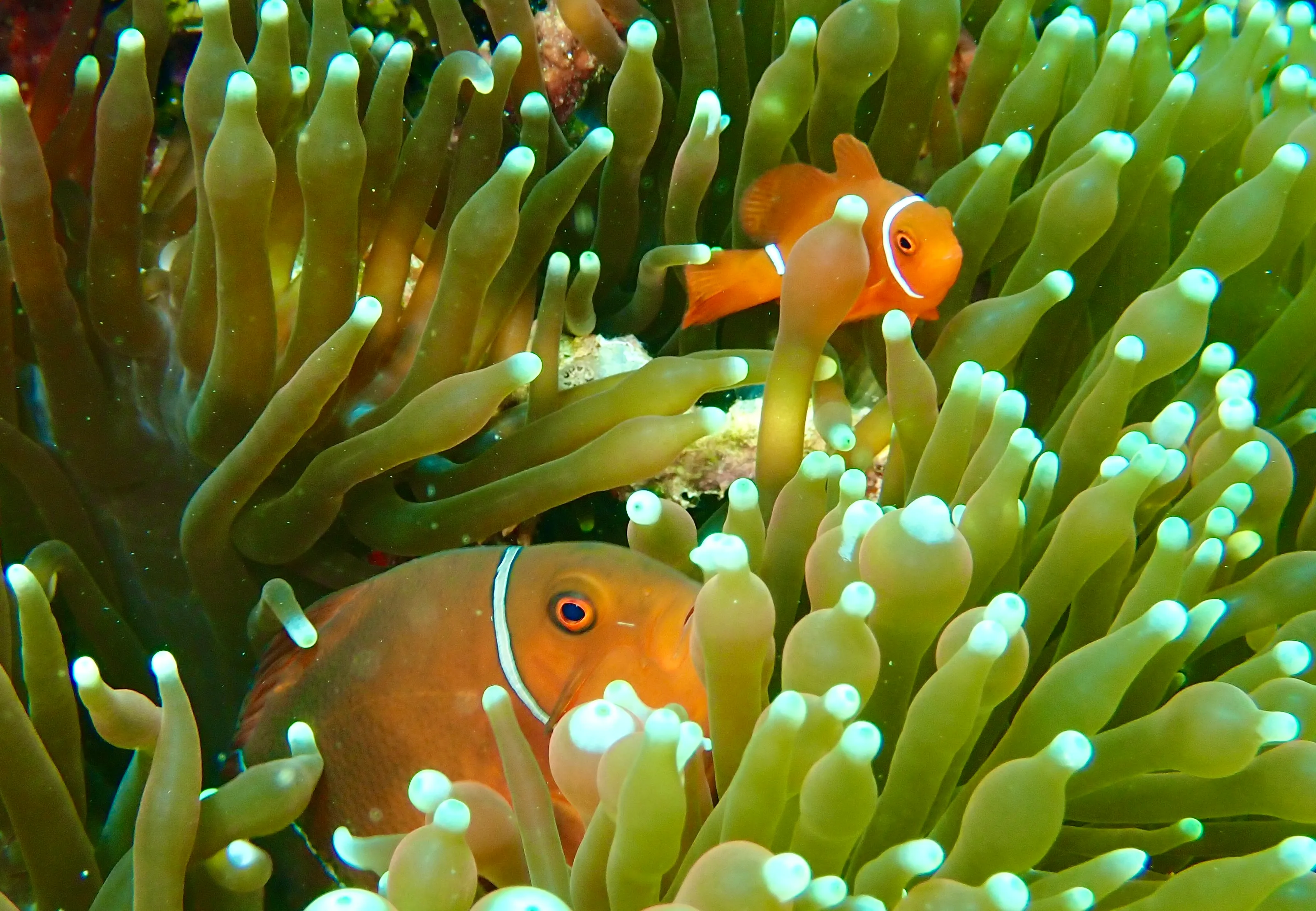 Sea Anemones with Other Sea Creatures (in colour)