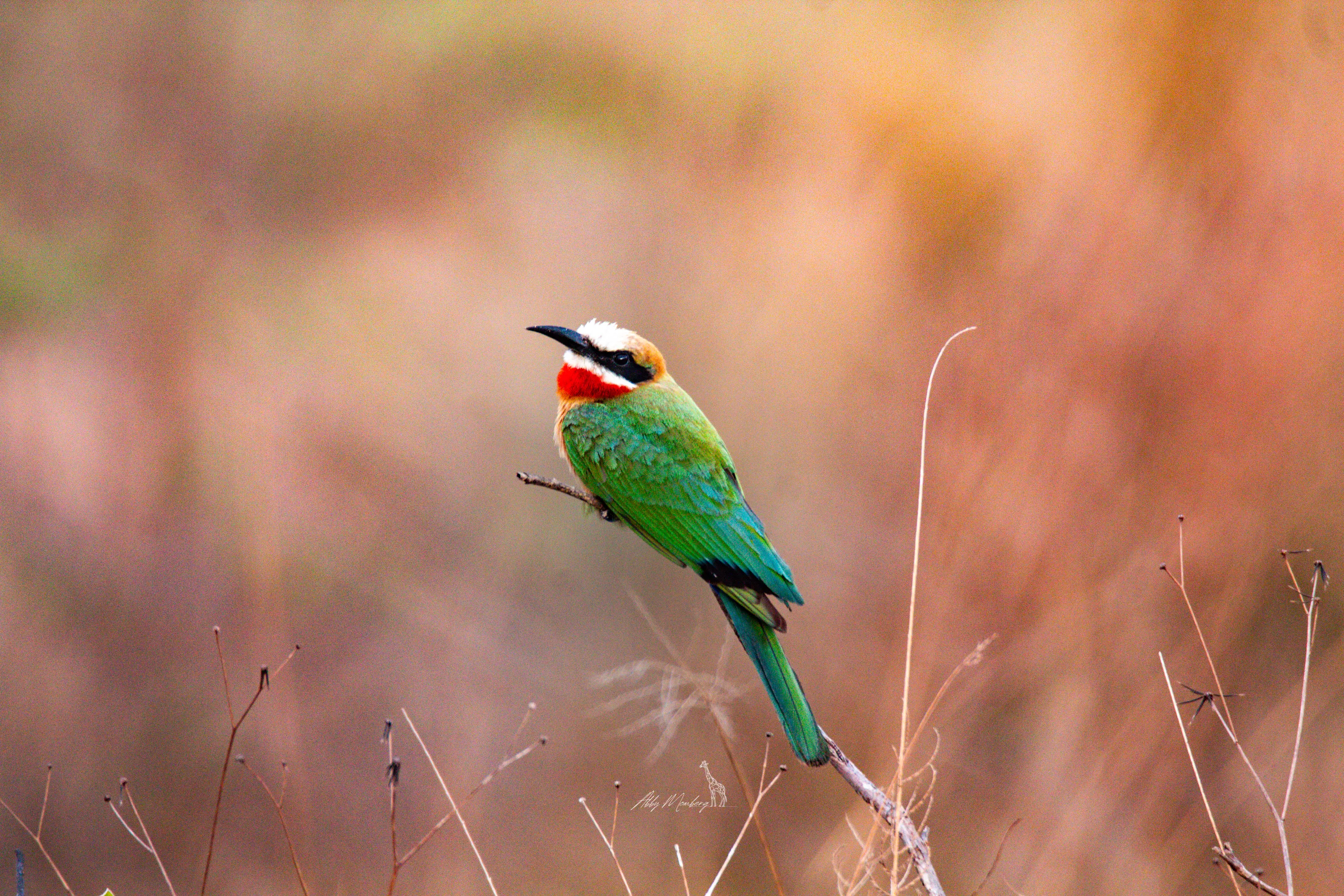 European bee eater at dusk