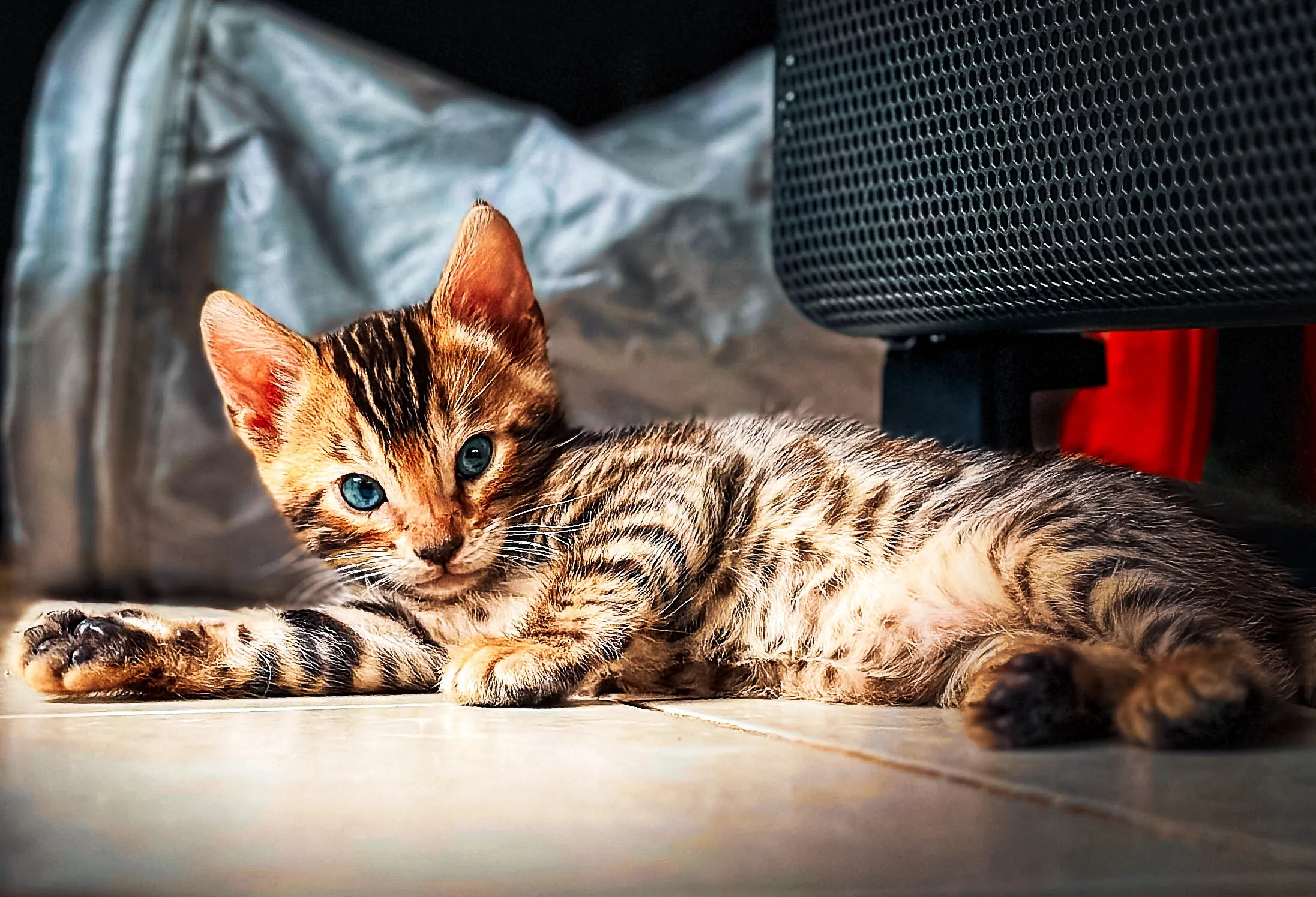 The Bengal Cat (Domesticated)