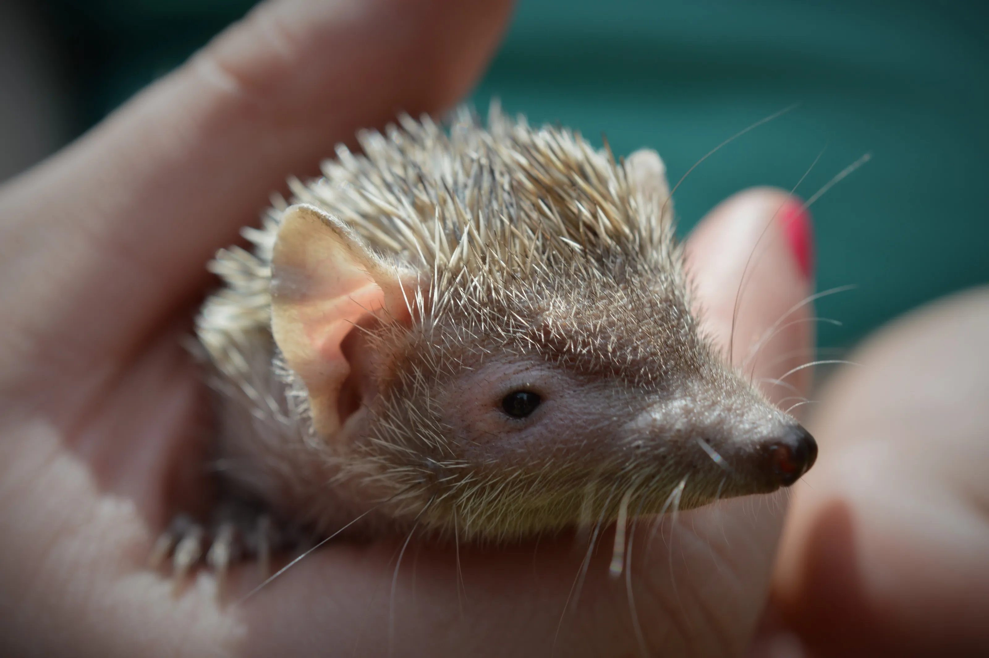 Unusual Pets