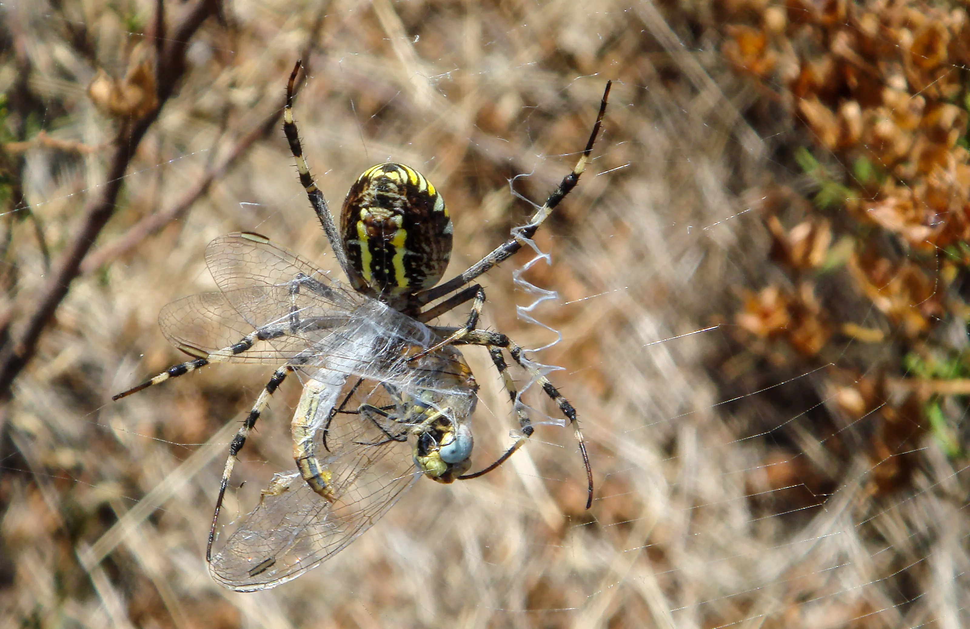 Living Spiders in their Natural Environment
