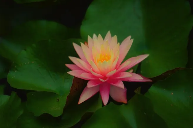 Water Lily