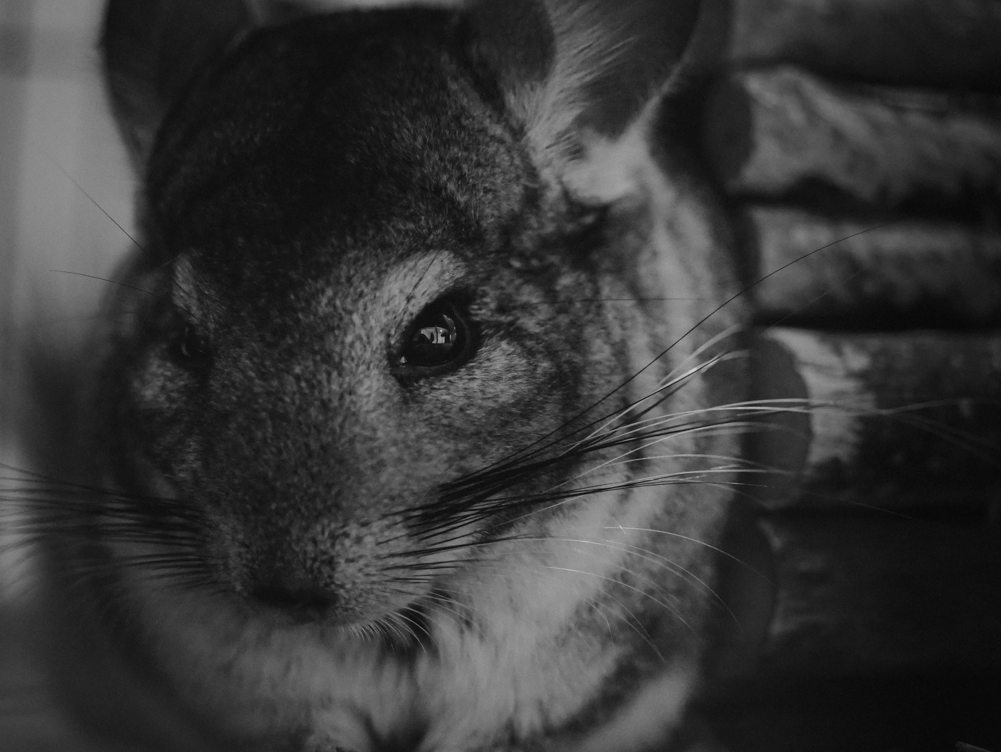 Pets that can be Difficult to Photograph