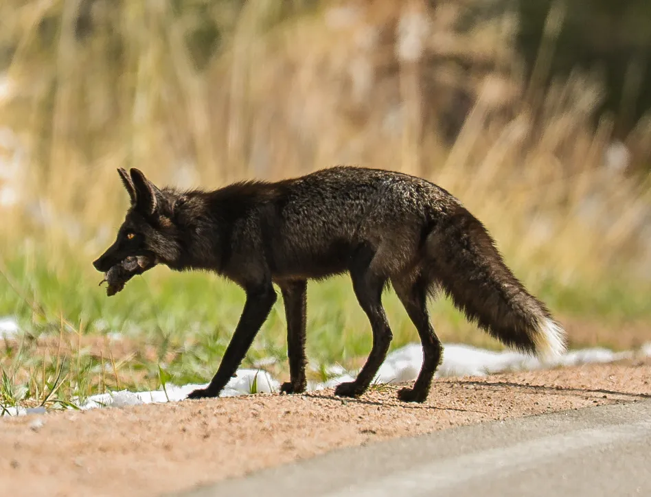 Silver Fox