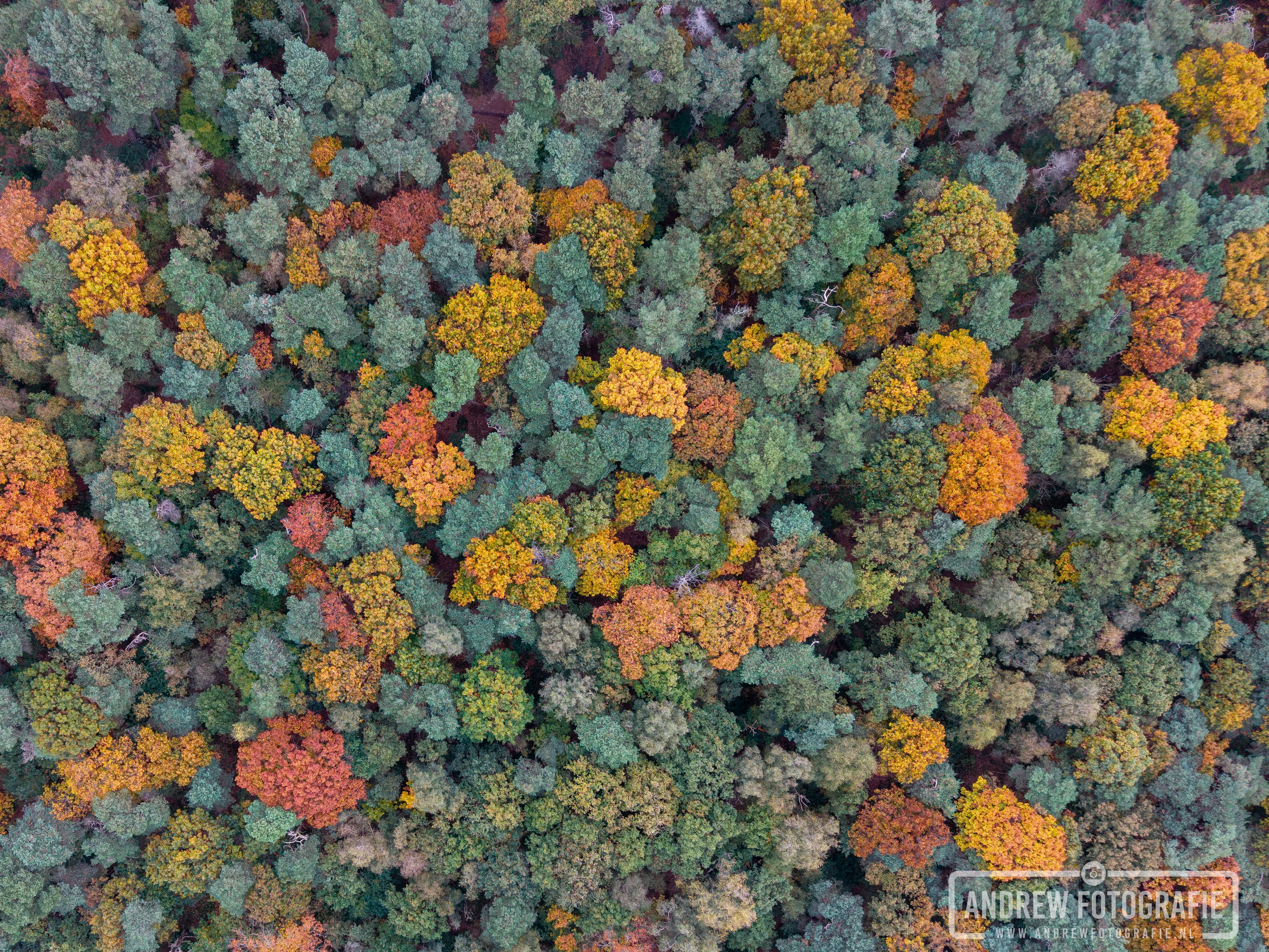 Autumn in the Netherlands