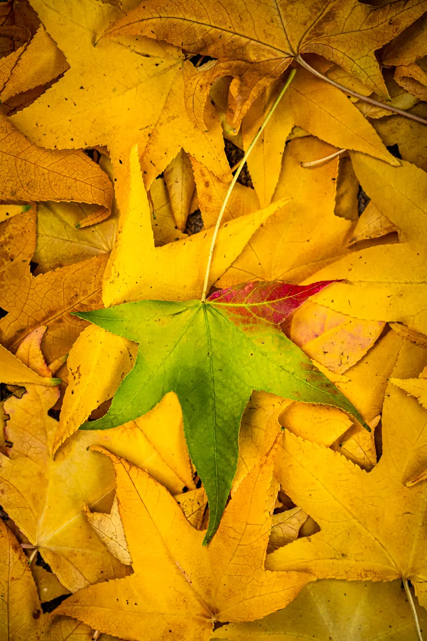 Entry 27397138