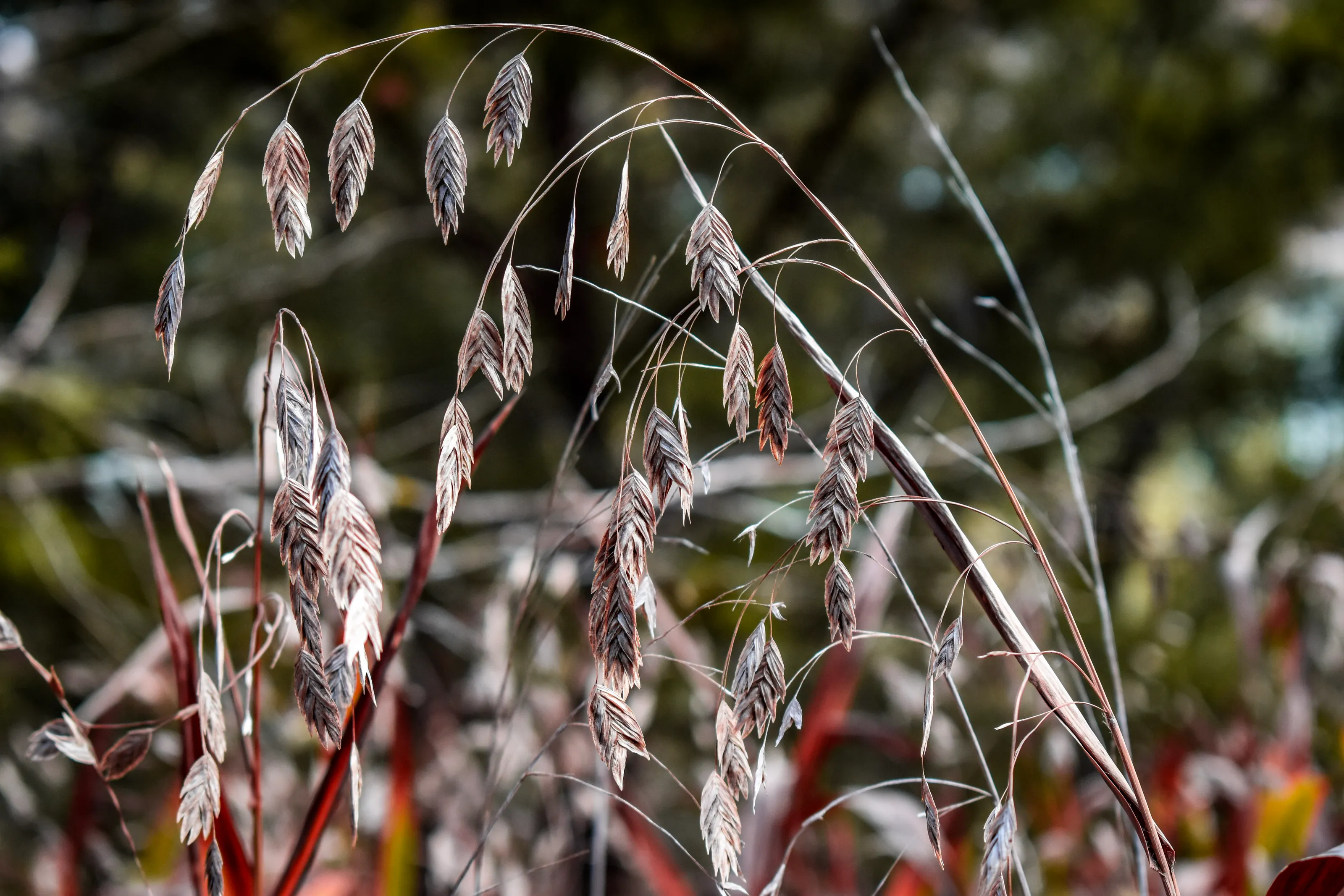 Autumn Grains