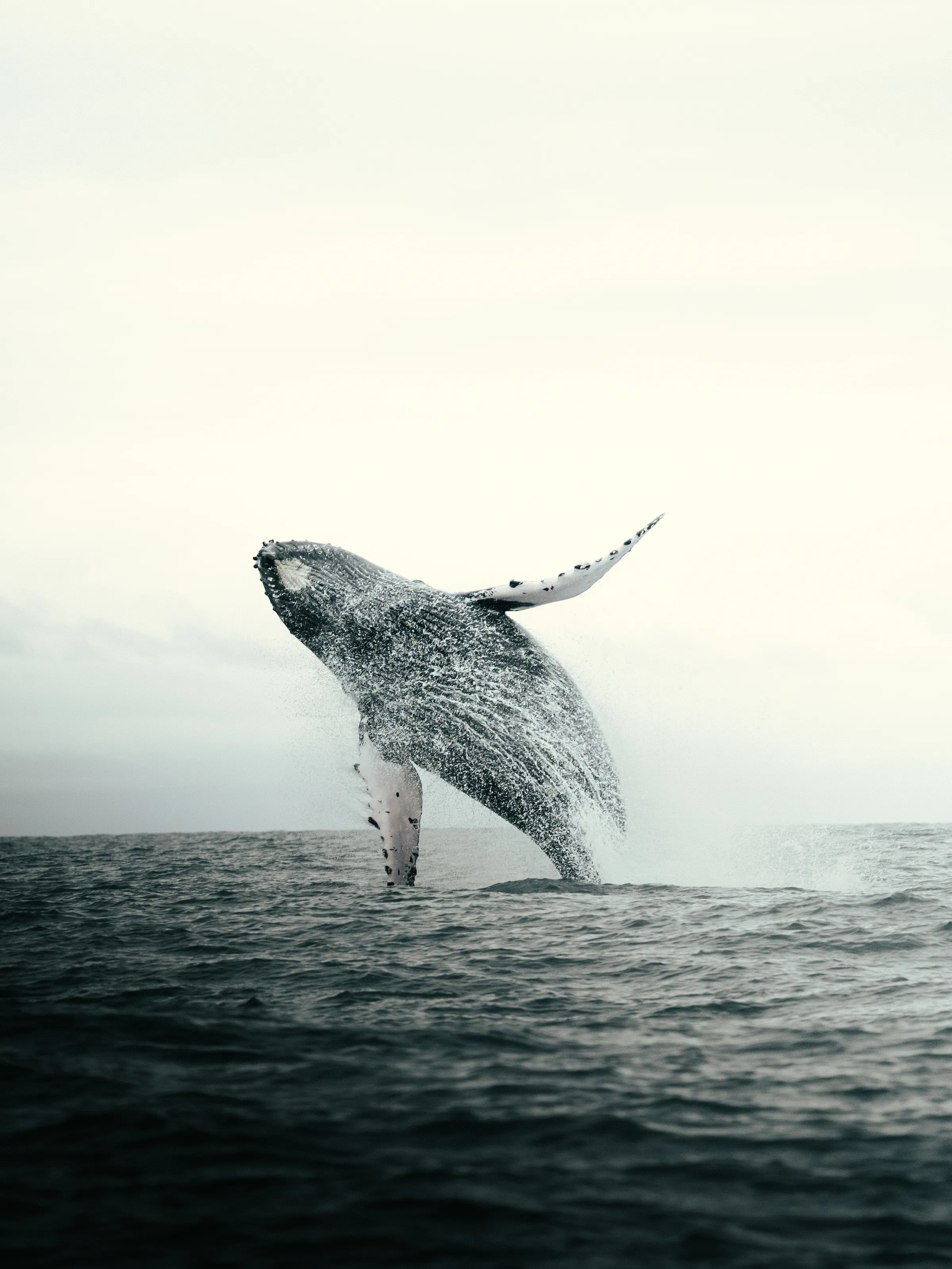 The Weight of Freedom