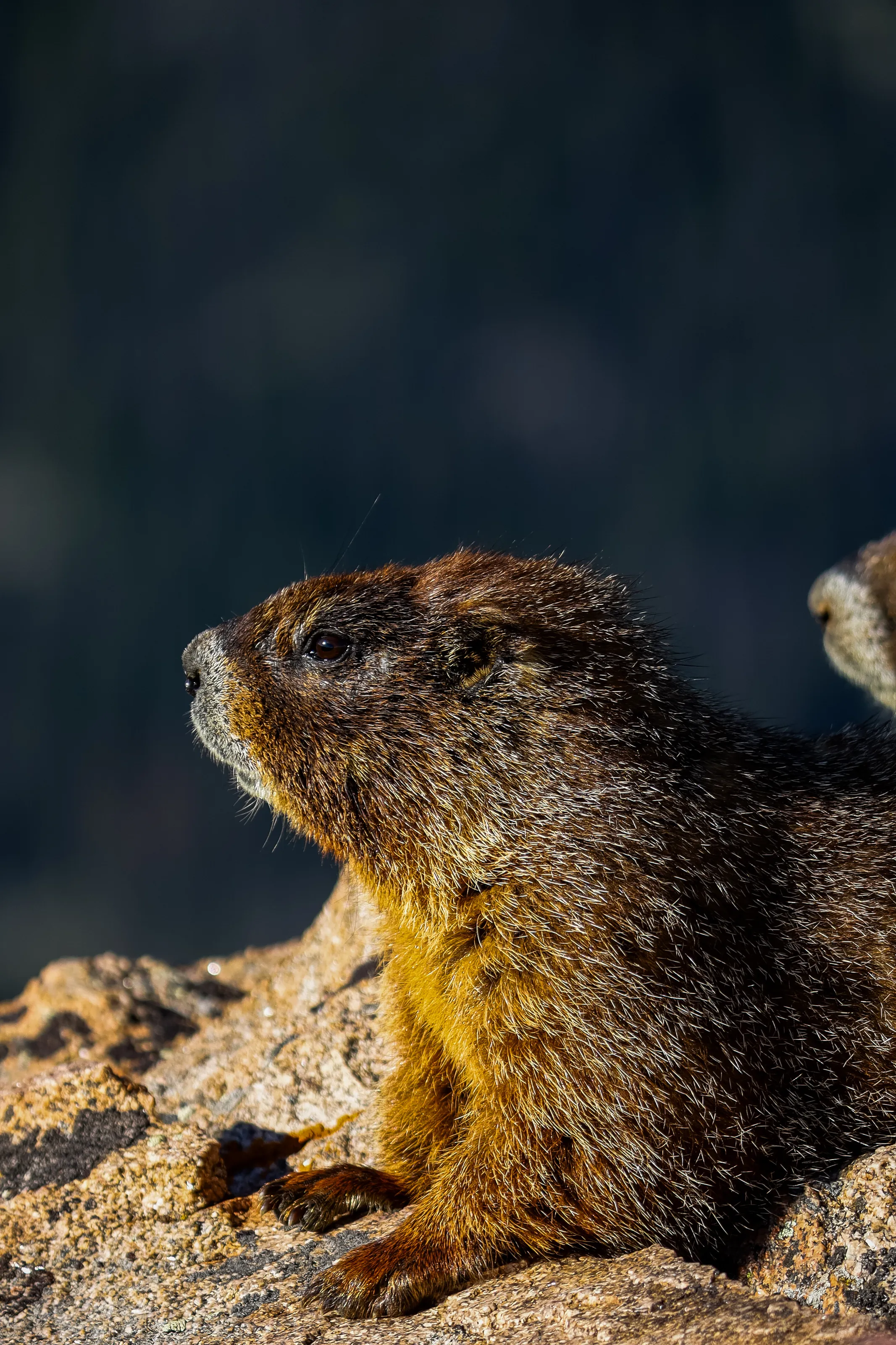 Marmot