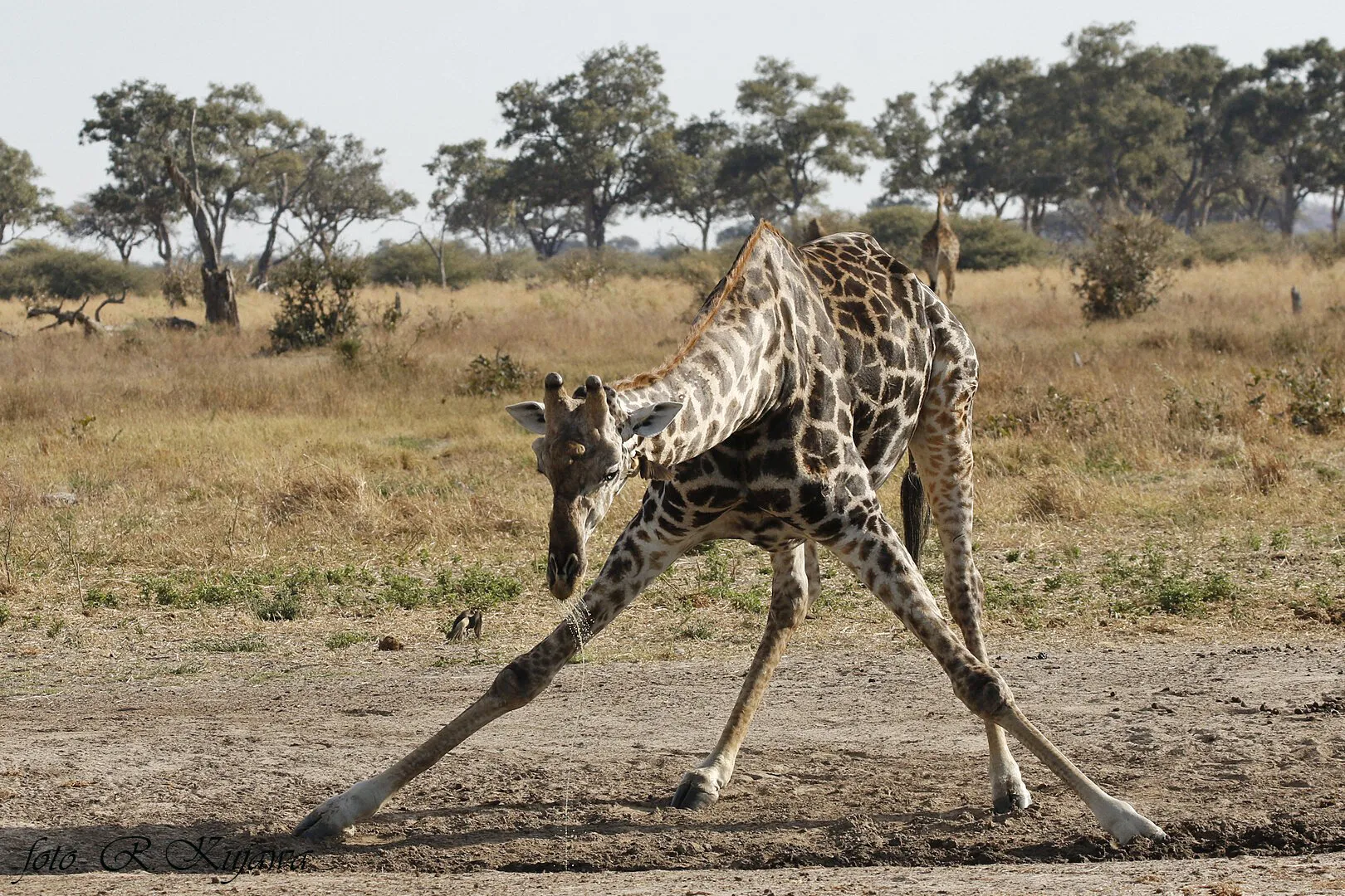Giraffe