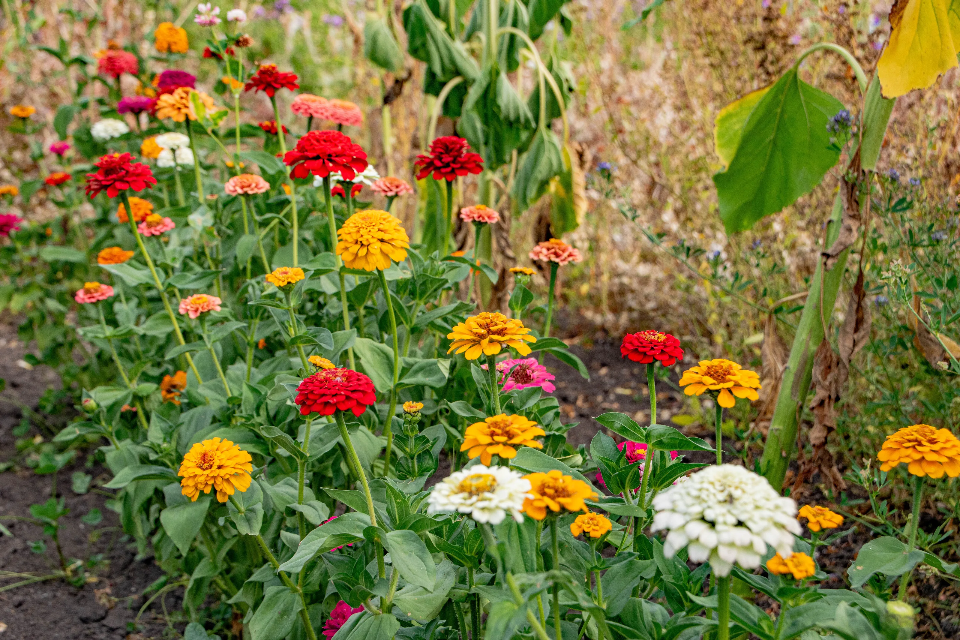 Zinnia flowers colorful