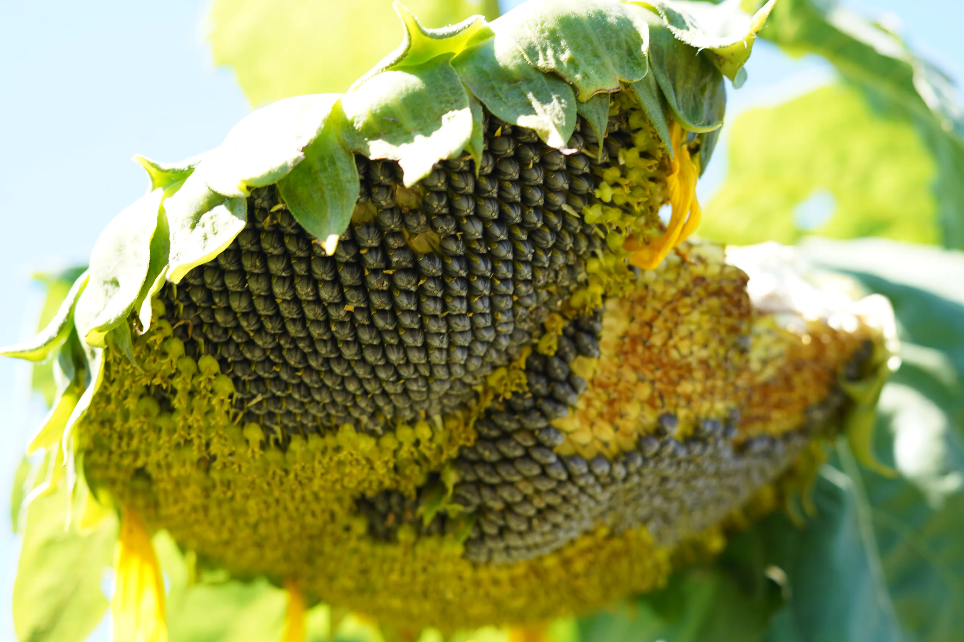 Harvest