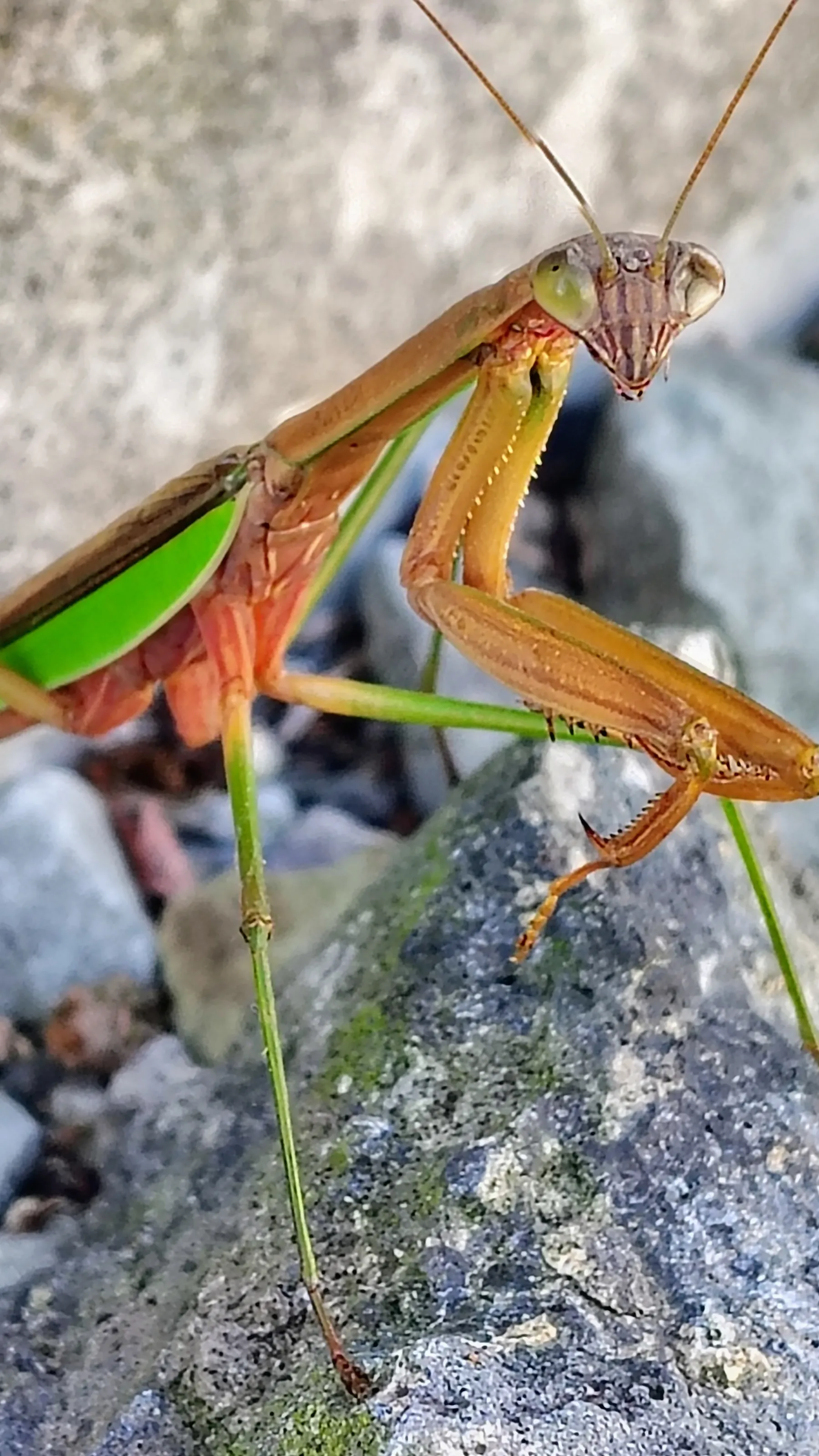 Praying mantis relaxing