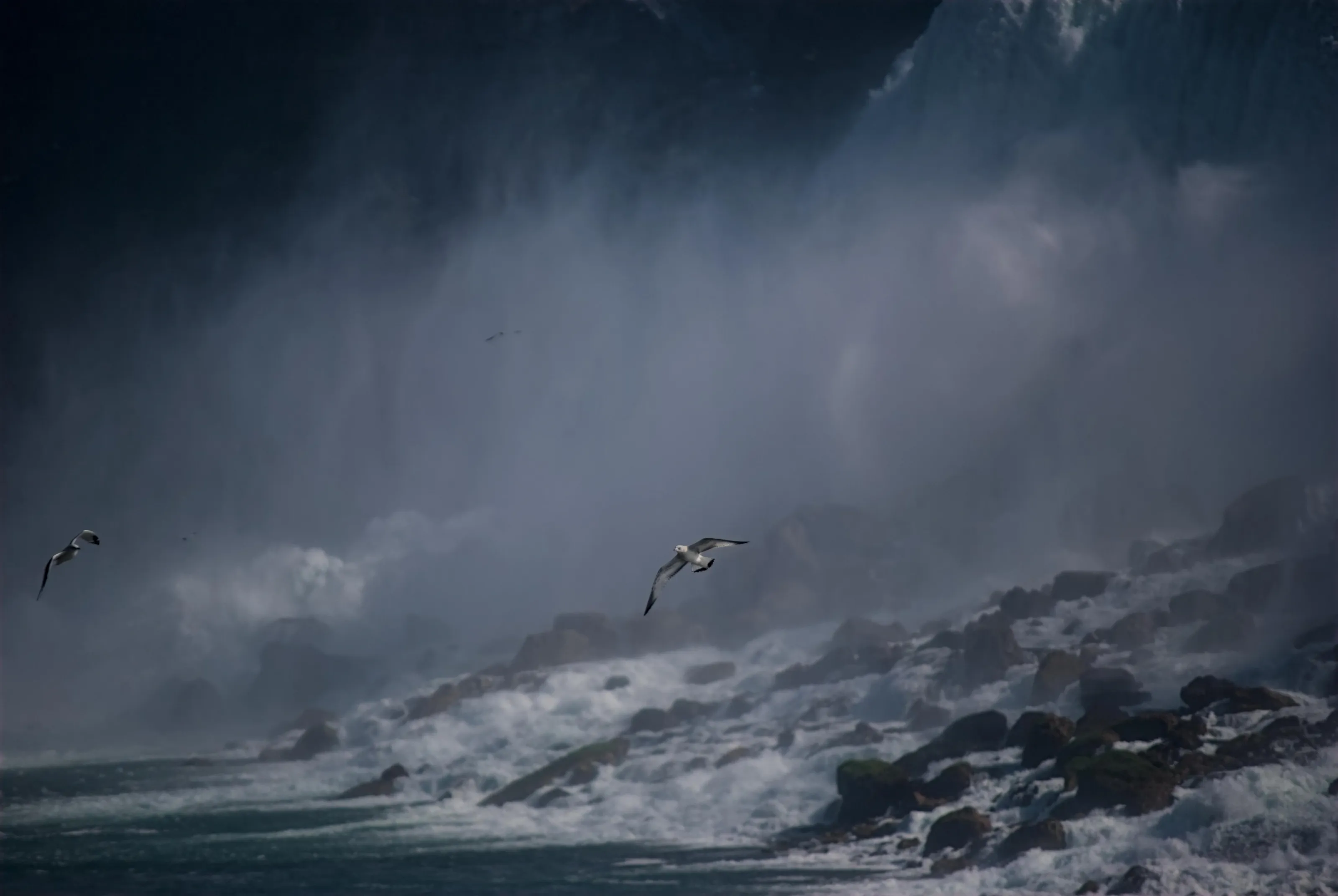 Seagulls at the Falls