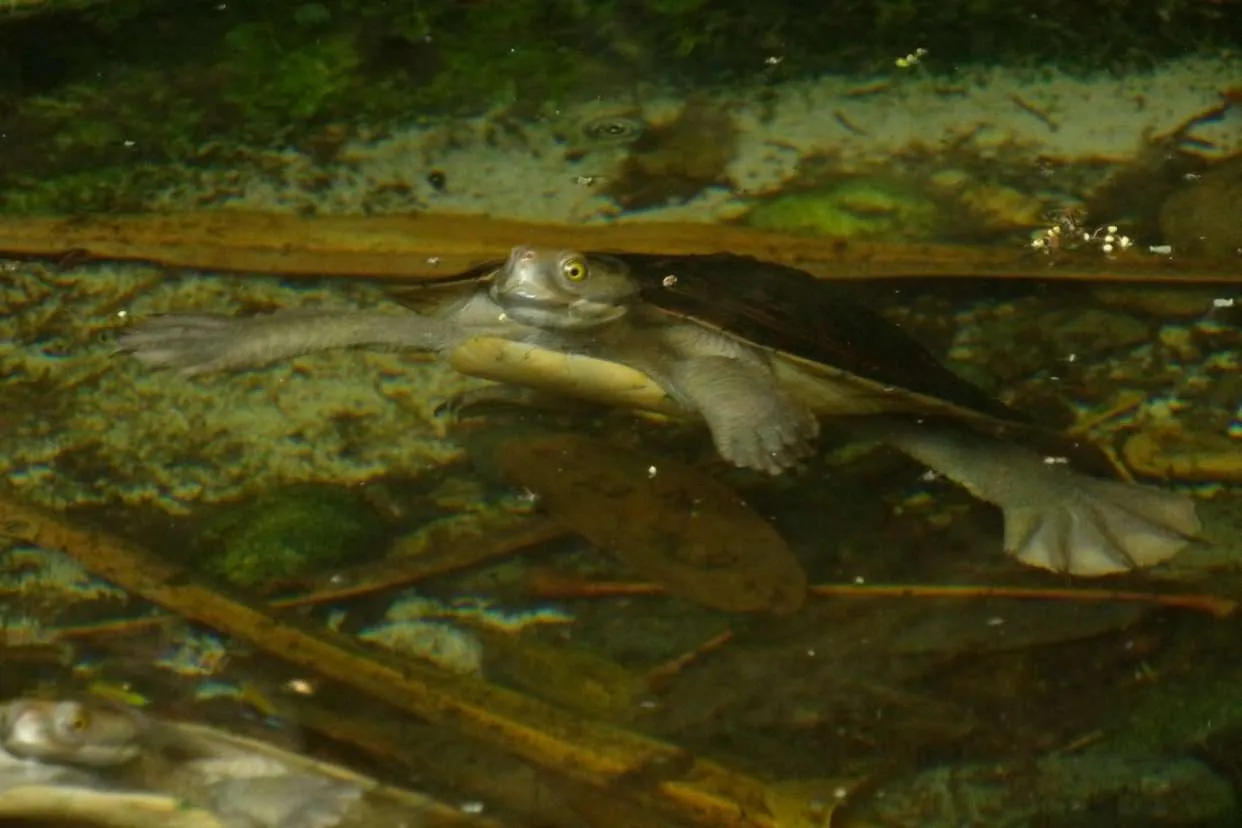 Curious Turtle