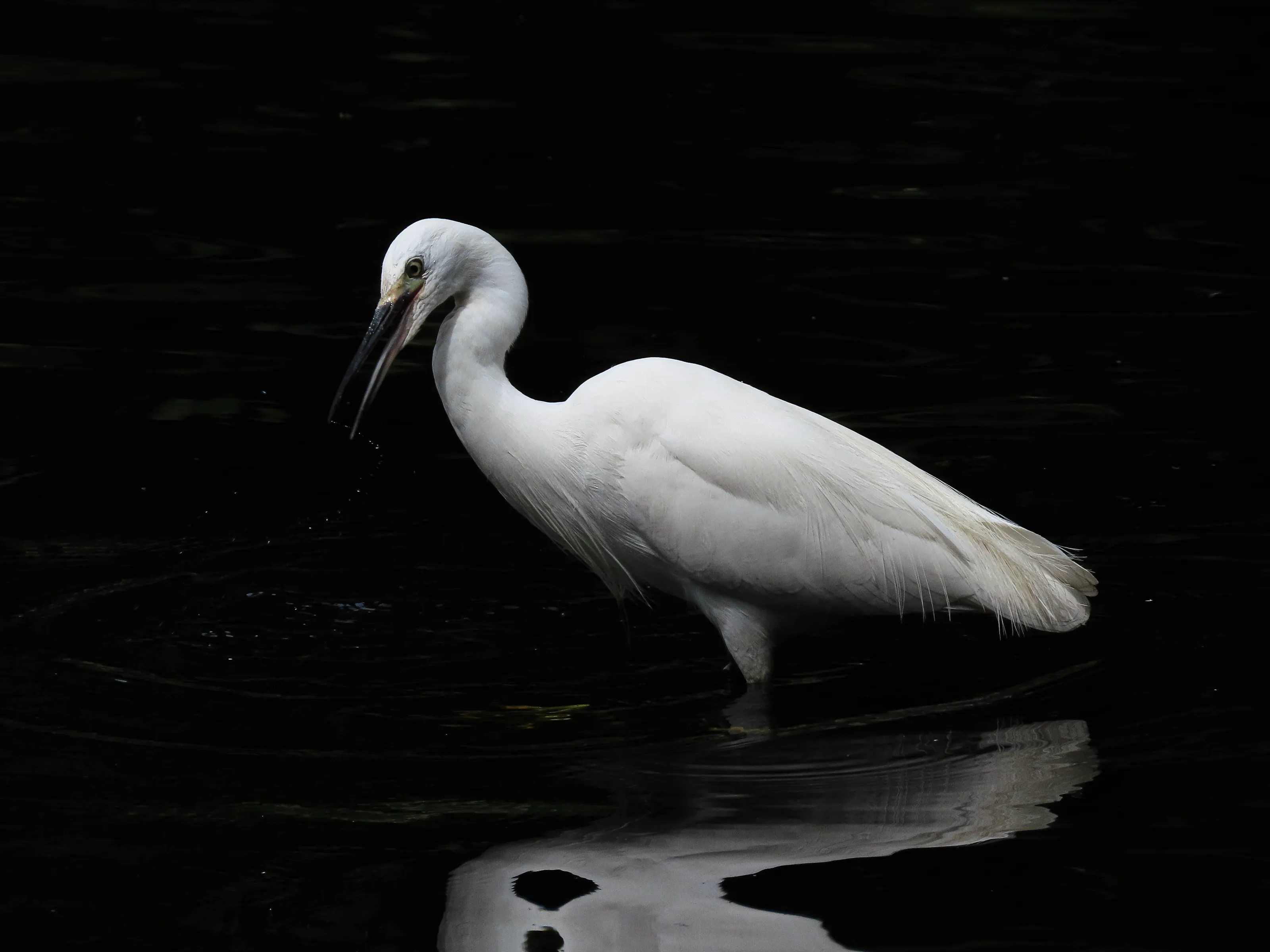 Little egret in the shadows.
