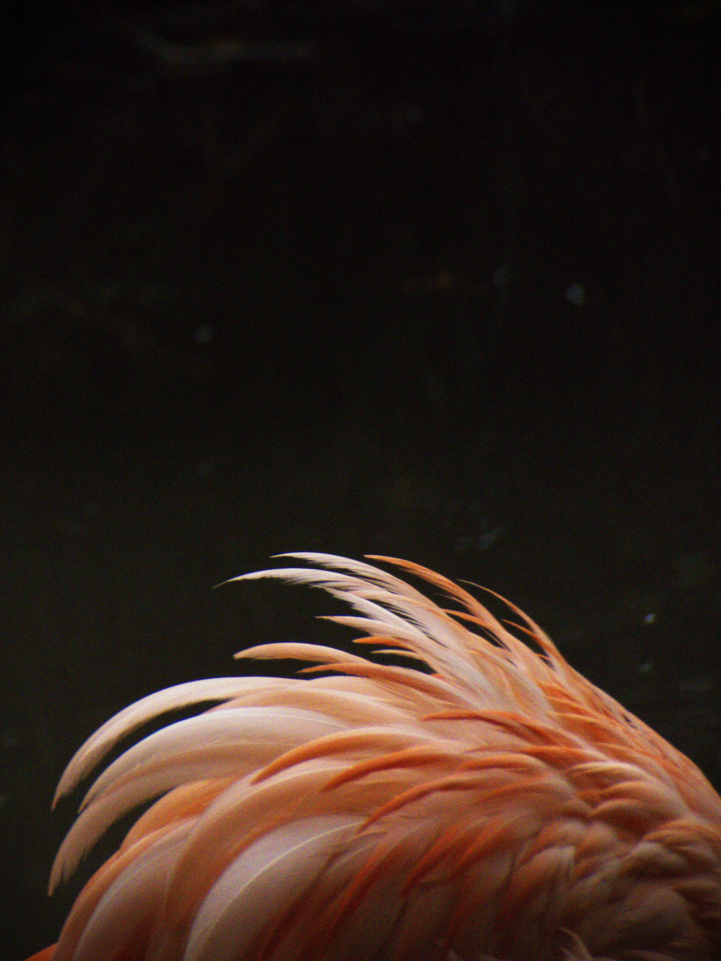 Flamingo Flourish
