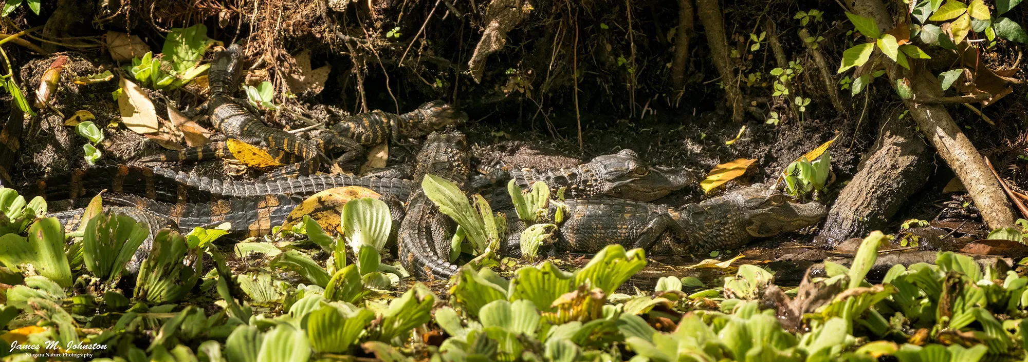 Baby Gators