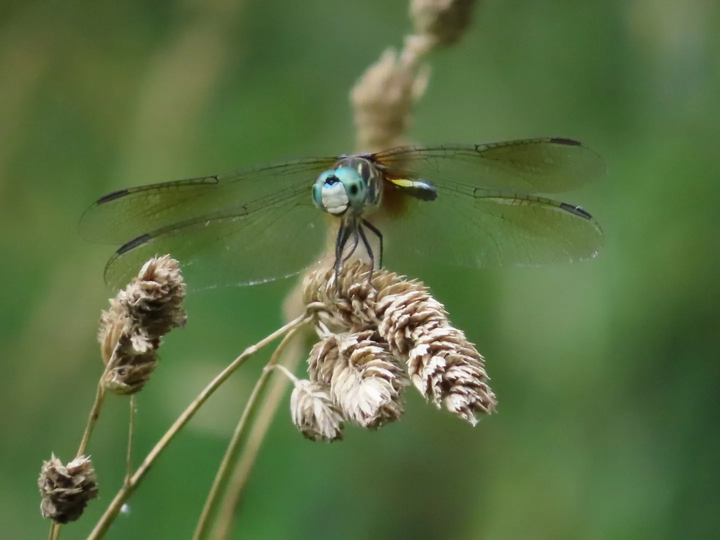Dragonfly