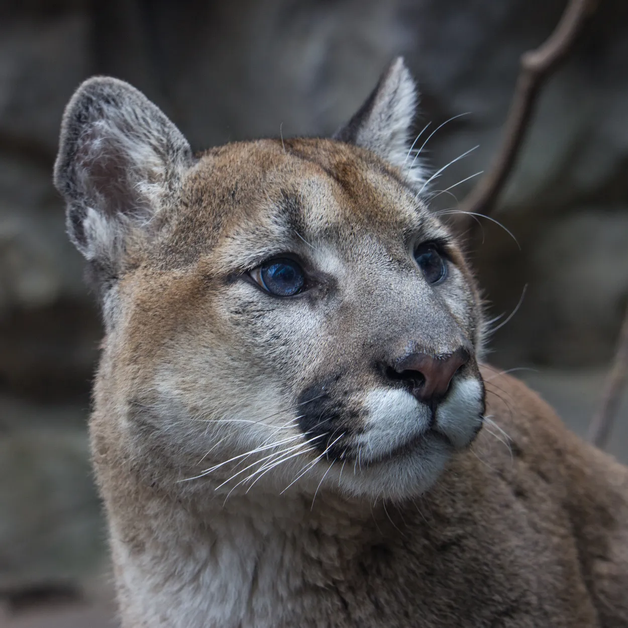 Entry 1406852